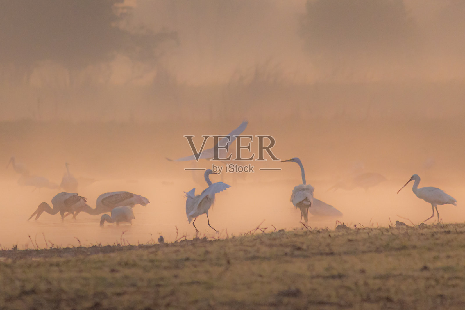 湿地Dhanauri照片摄影图片