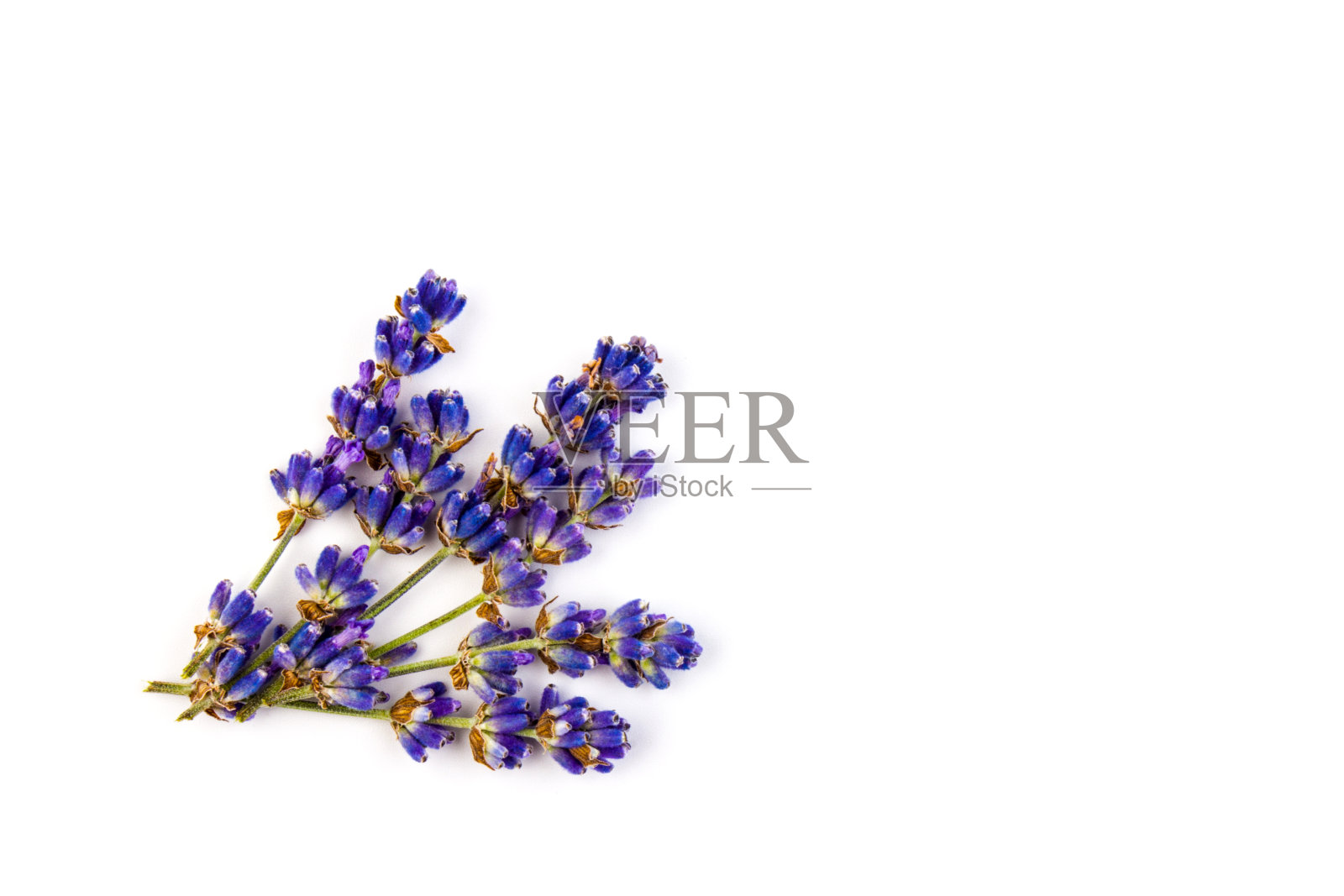 孤立在白色背景上的薰衣草花。关闭了。空间的文本照片摄影图片