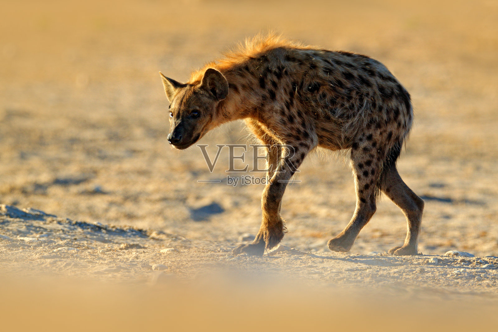 斑点鬣狗,藏红花,水坑附近愤怒的动物,美丽的傍晚日落。来自自然的动物行为,非洲纳米比亚Etosha的野生动物。草原上的鬣狗。照片摄影图片