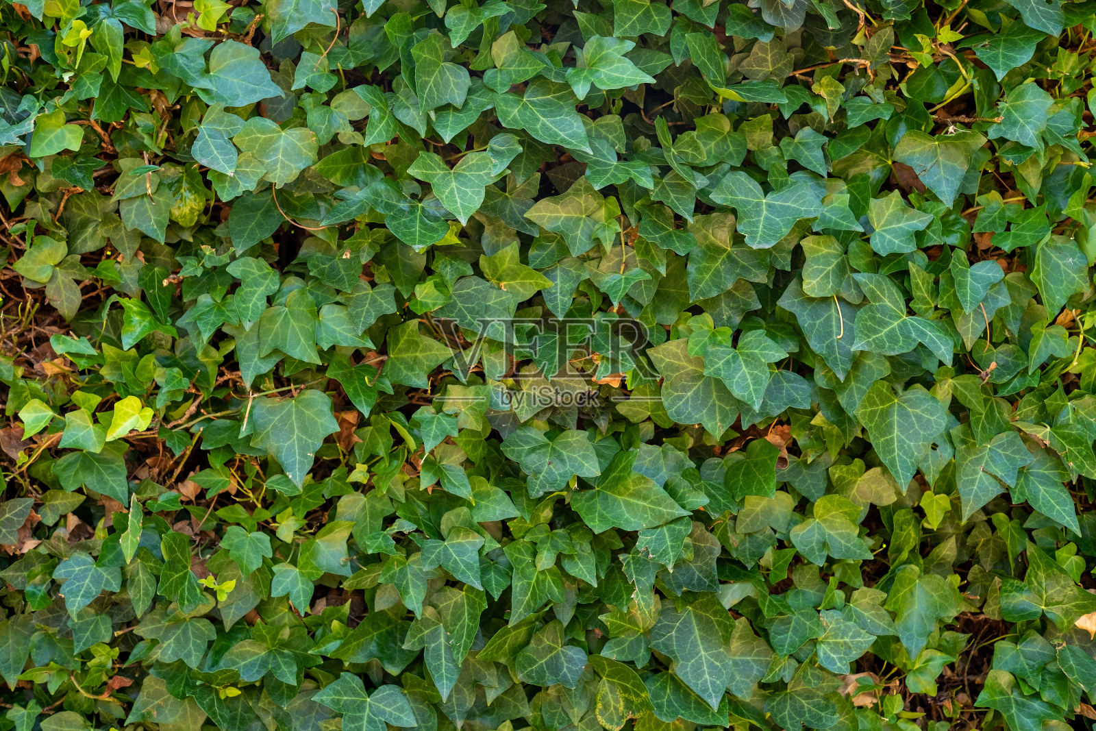 埃夫赫克照片摄影图片