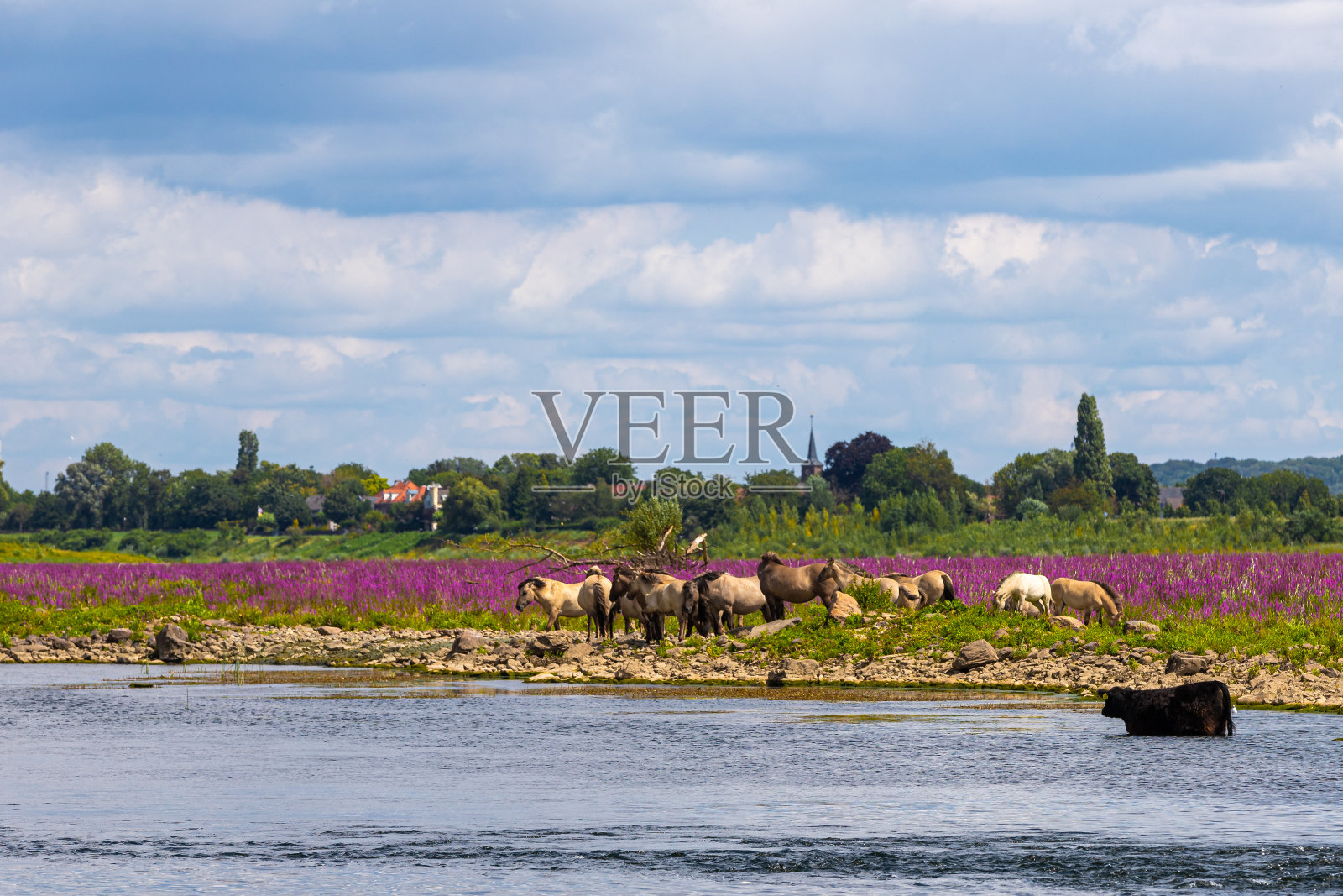 野生科尼克马和加洛韦牛在荷兰和比利时之间的边境默兹河边降温照片摄影图片