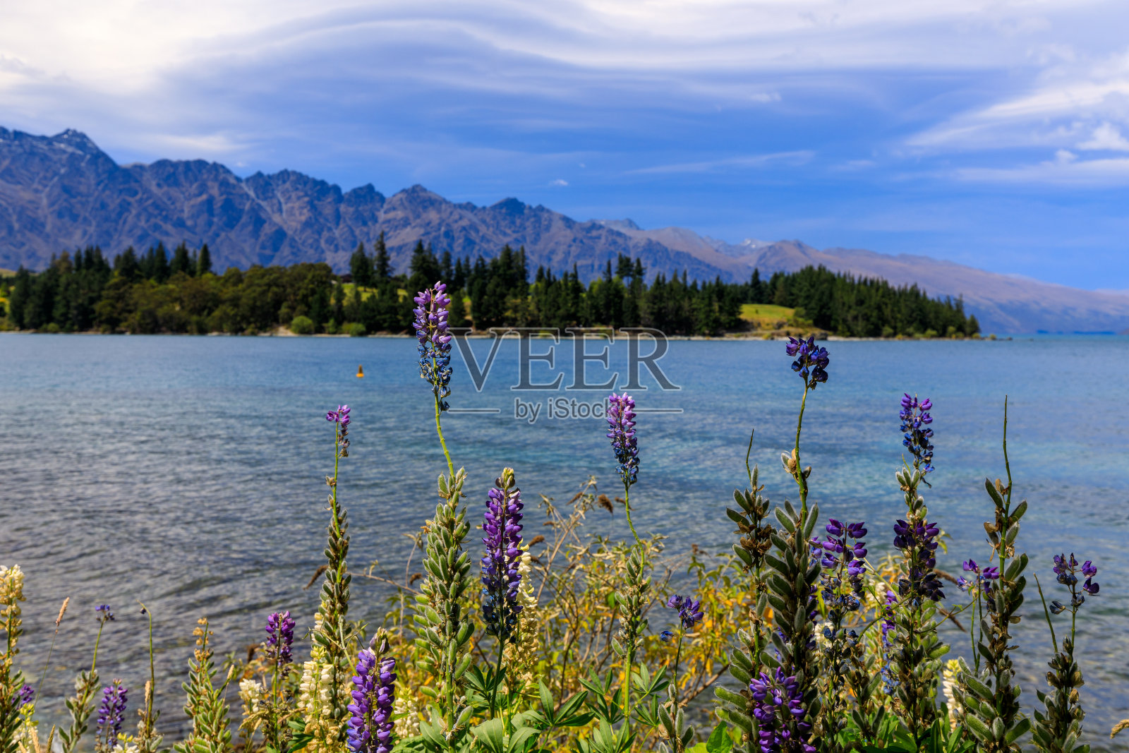 瓦卡蒂普湖岸边的野花照片摄影图片
