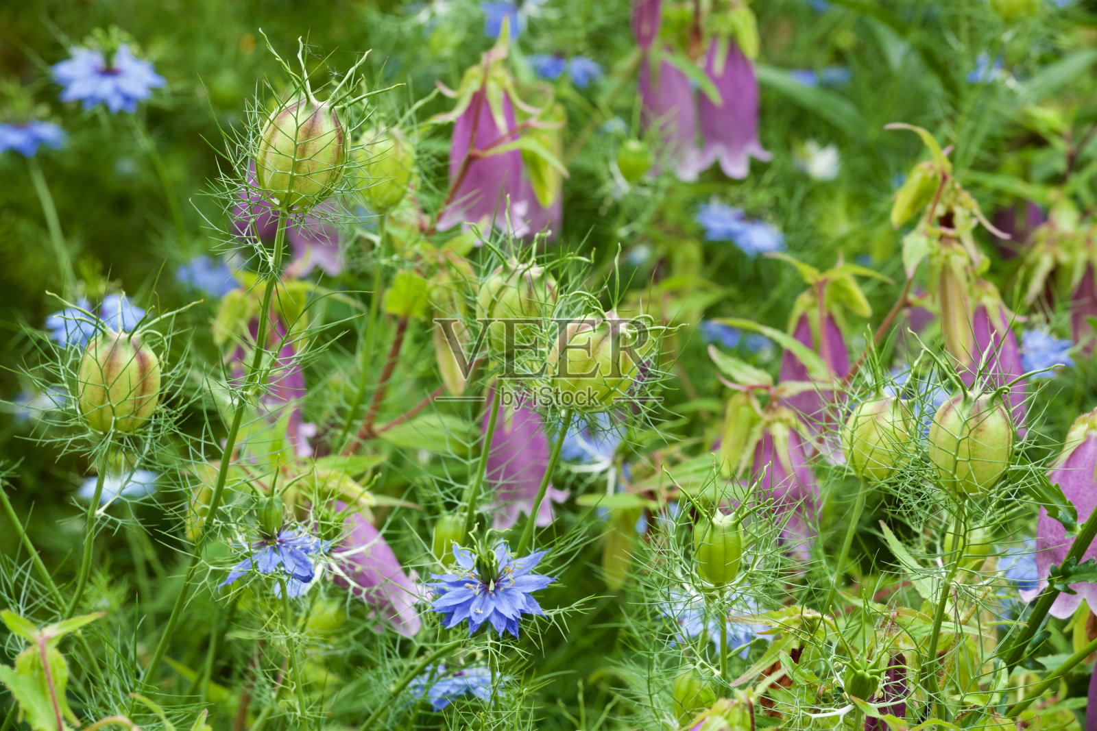 夏日花园里美丽的黑草花。照片摄影图片
