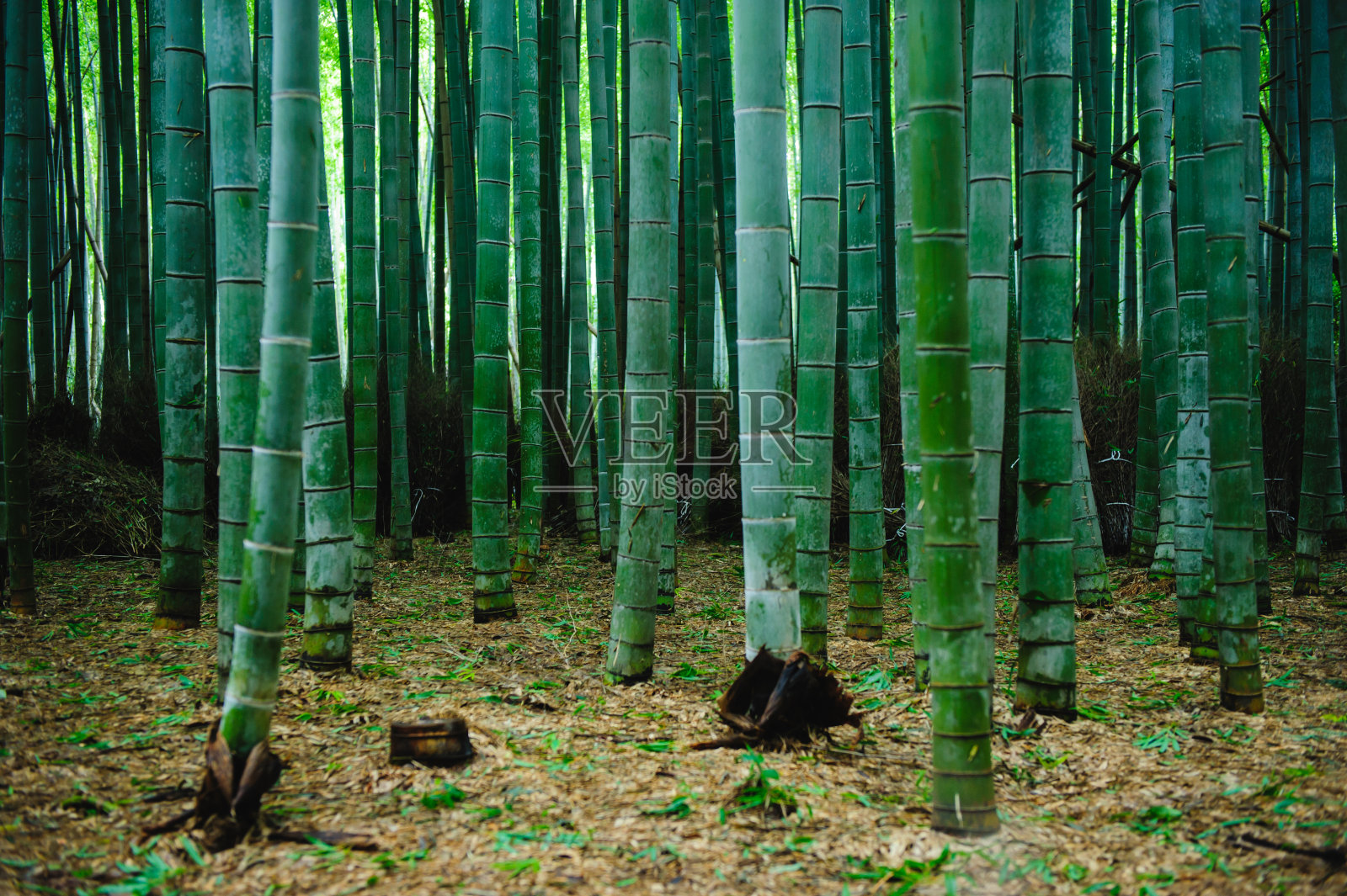 日本京都岚山的竹林“志kurin”。照片摄影图片