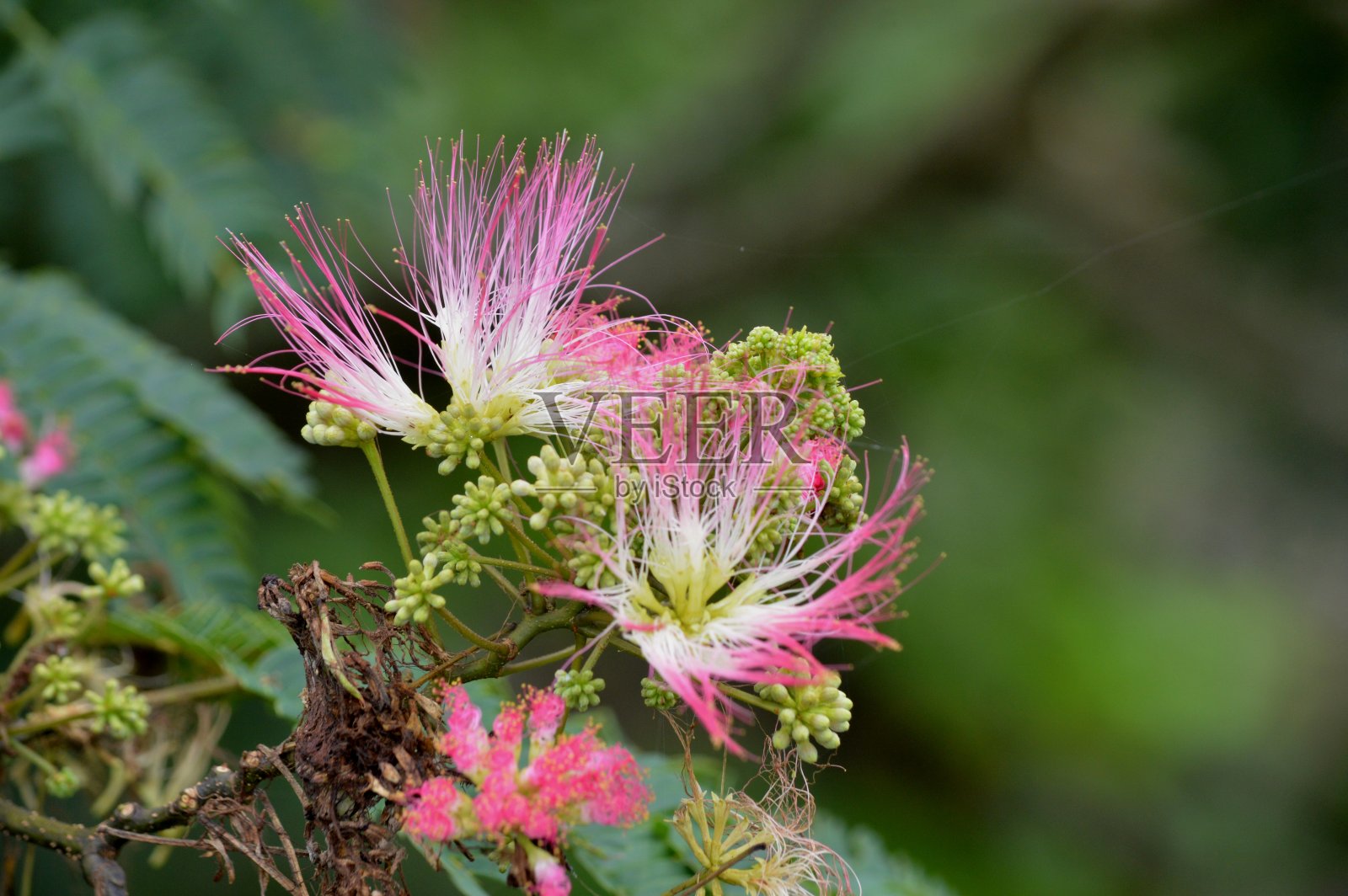 粉红色的西里斯照片摄影图片