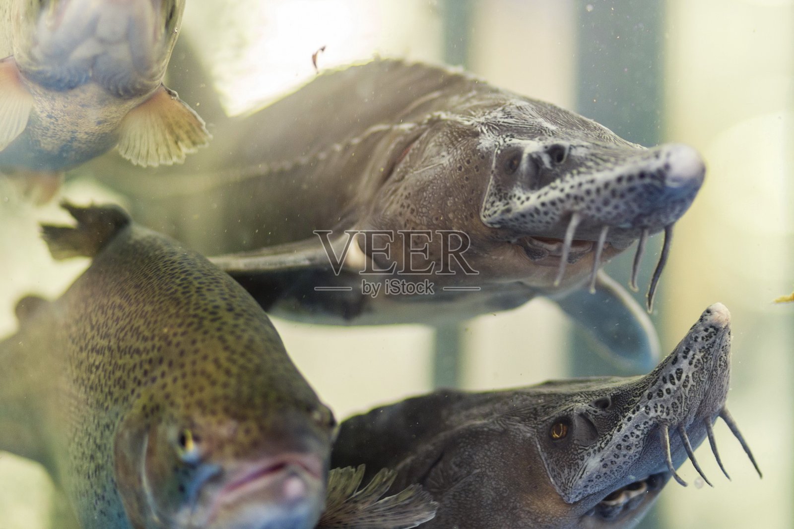 水族馆里的活鱼照片摄影图片