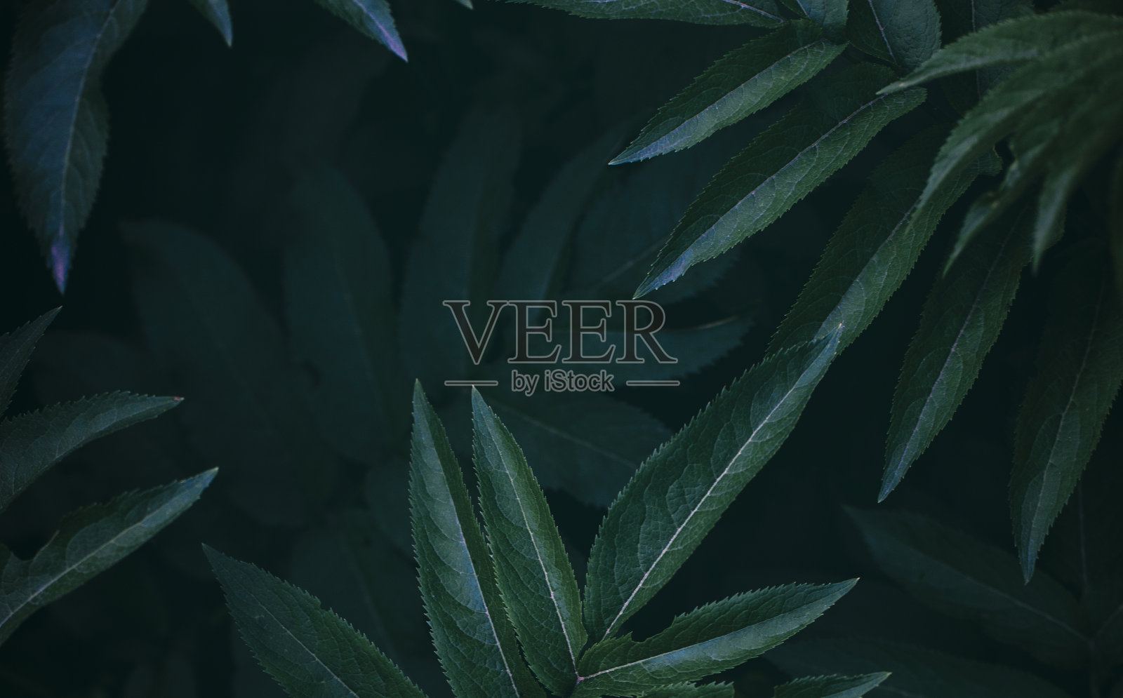 绿叶背景照片摄影图片