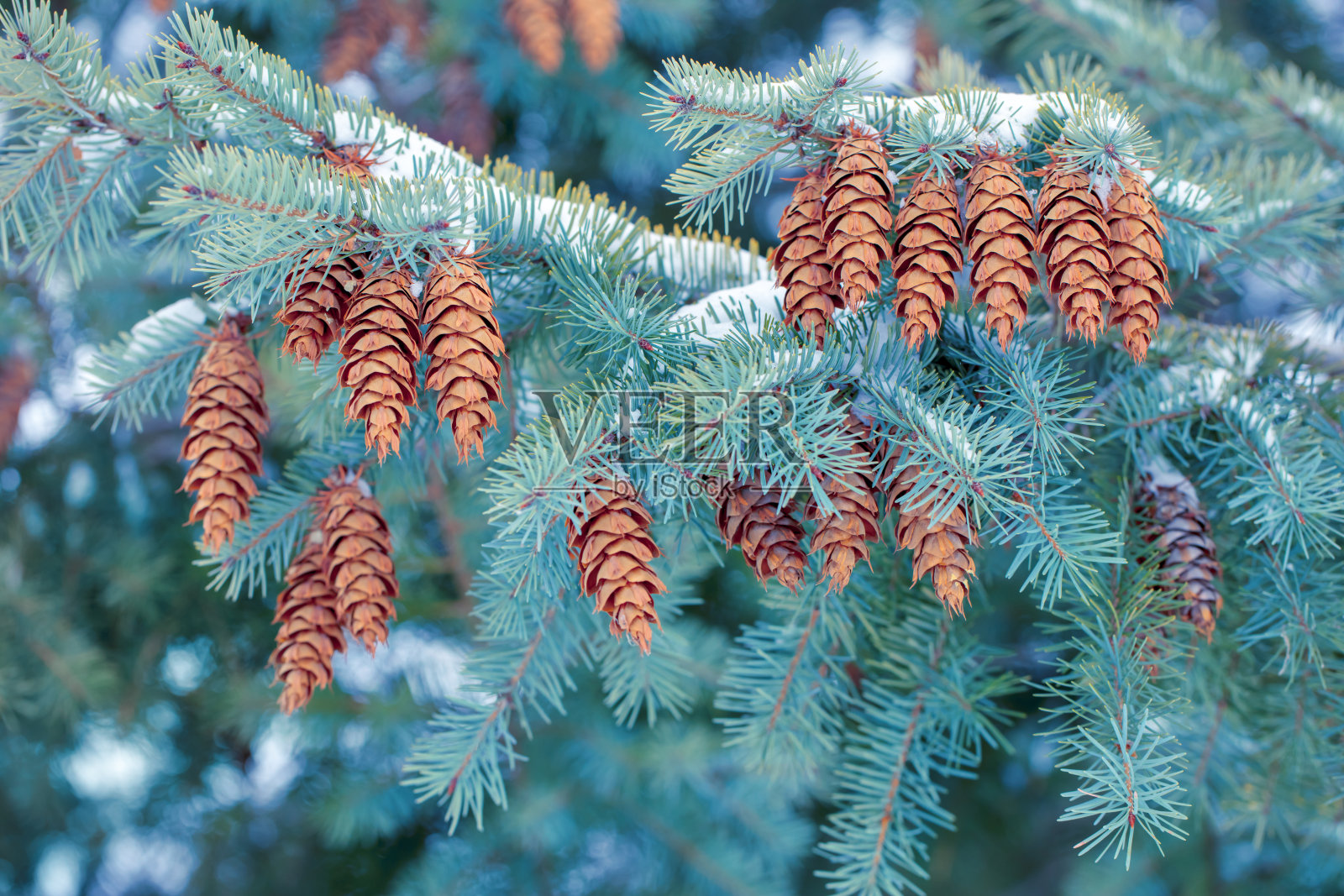 有云杉球果的冷杉照片摄影图片