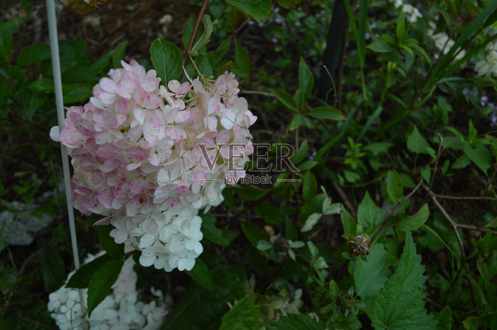 两种色调的绣球花在我的花园里照片摄影图片