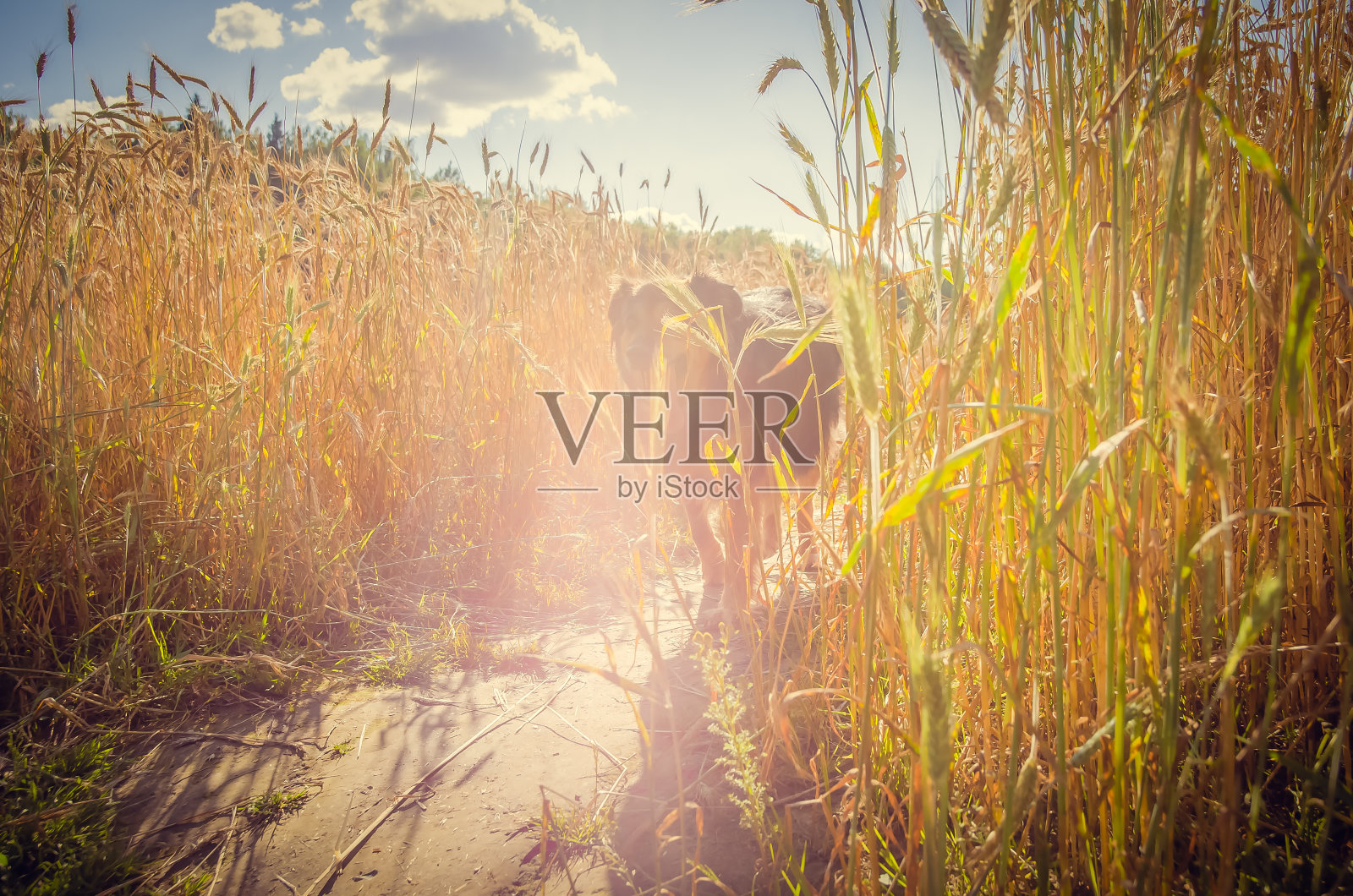 德国牧羊犬在阳光下牵着麦田出来。照片摄影图片