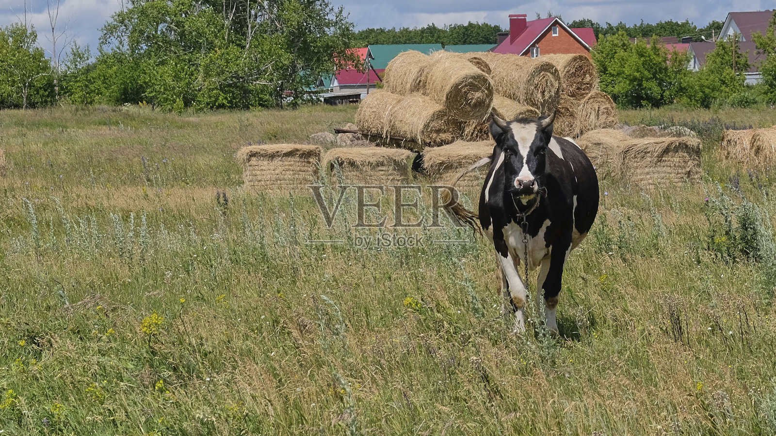 白种短刺奶牛站在农场附近的田野里,旁边是一个收集的干草堆照片摄影图片