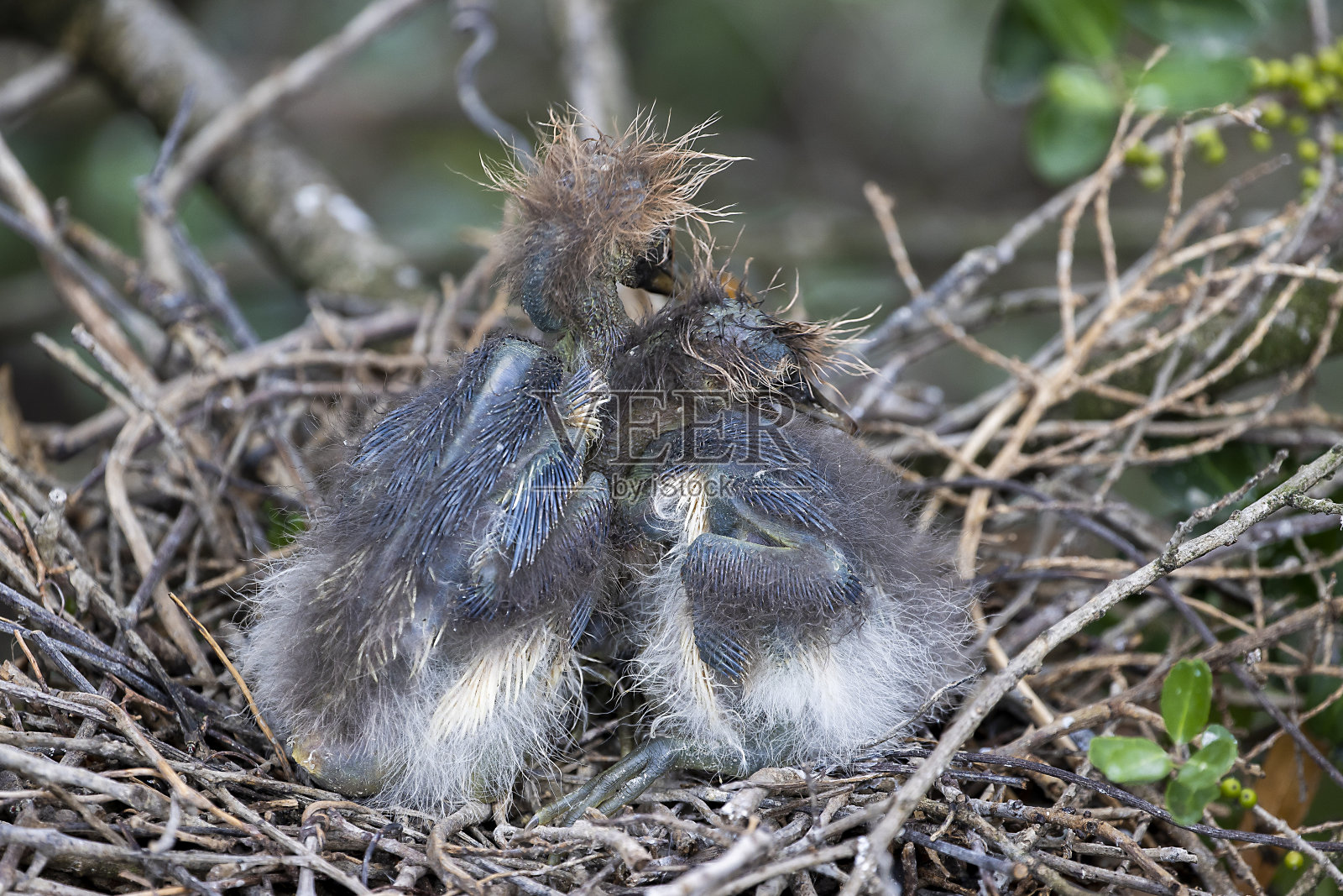 三色的鹭照片摄影图片