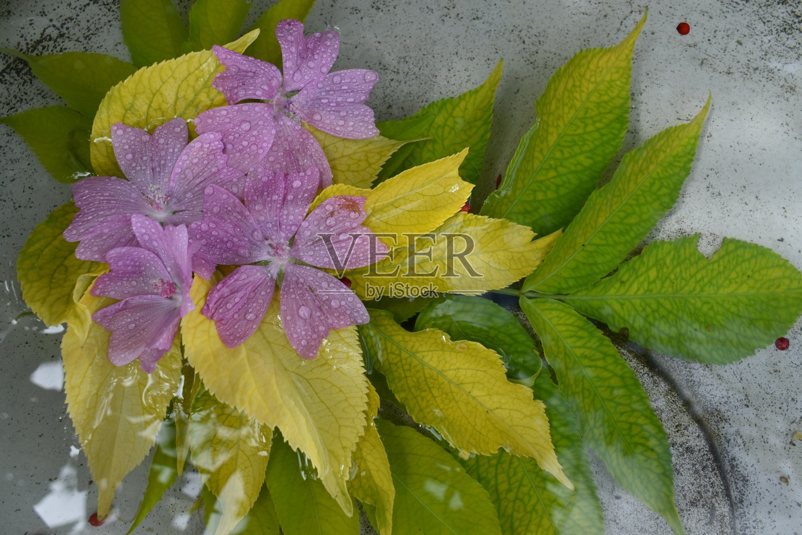 紫色照片摄影图片