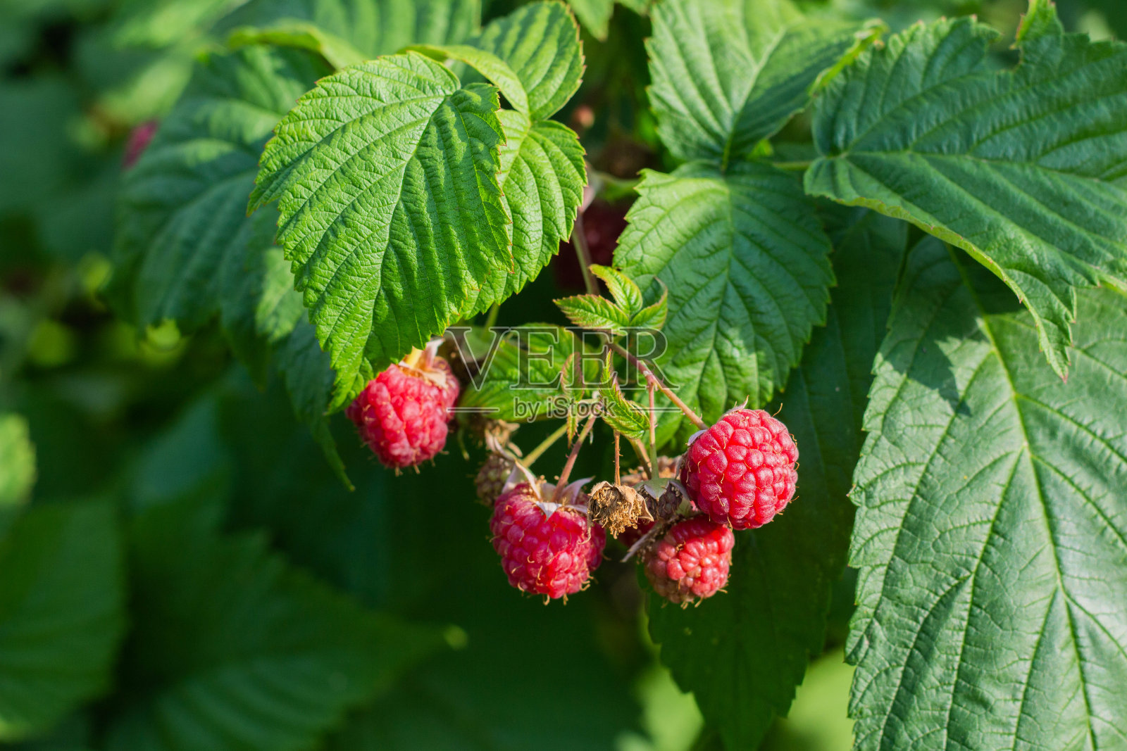 成熟的红覆盆子长在树枝上照片摄影图片
