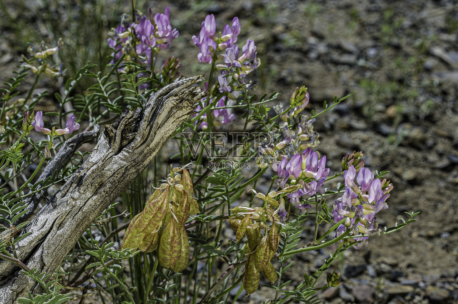白Atragalus whitneyi是一种豆科植物,被称为气球豆荚黄芪或气球黄芪。蝶形花科。照片摄影图片