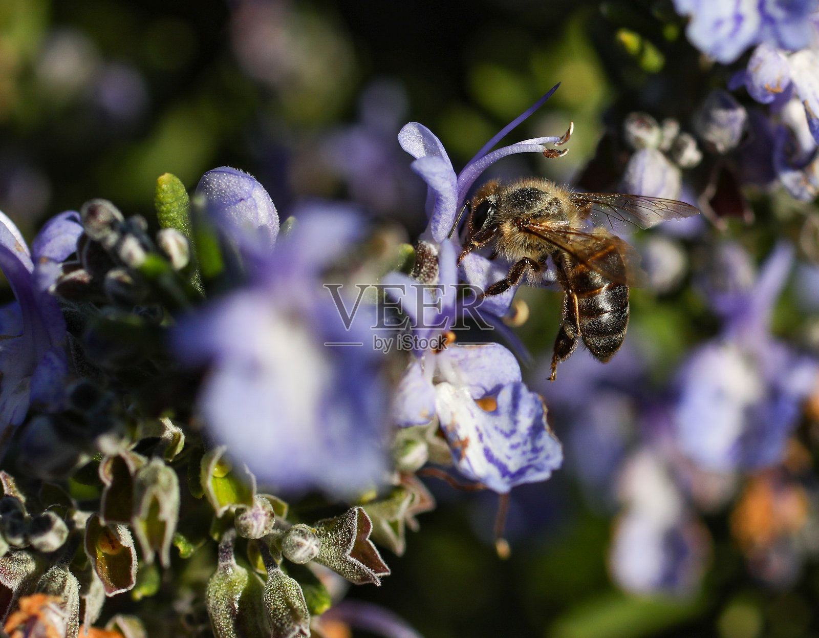 蜜蜂在薰衣草植物上授粉的近距离图像照片摄影图片