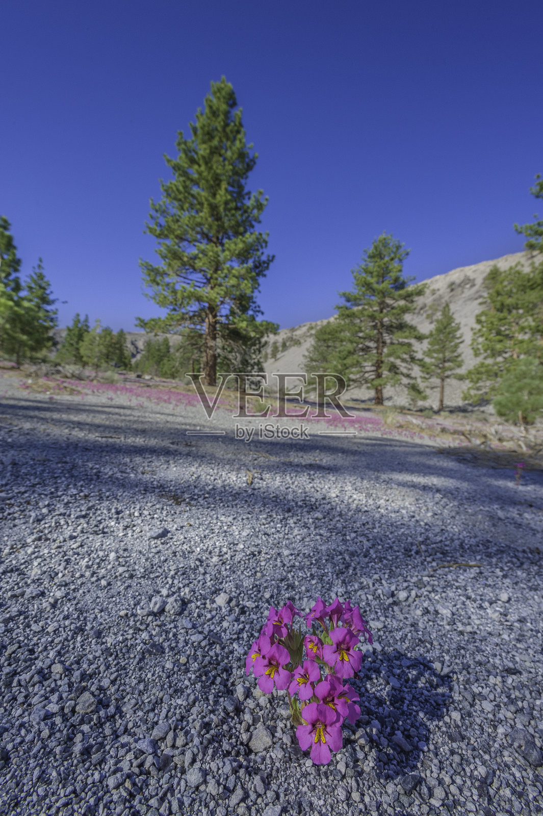 猴花是猴花的一种,俗称矮紫猴花。东莫诺盆地,莫诺县。Phymaceae。照片摄影图片