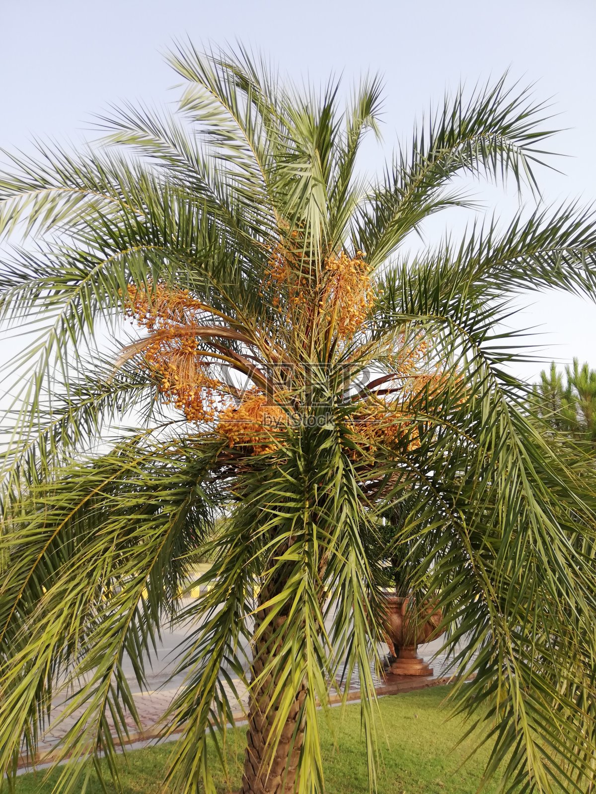 日期照片摄影图片