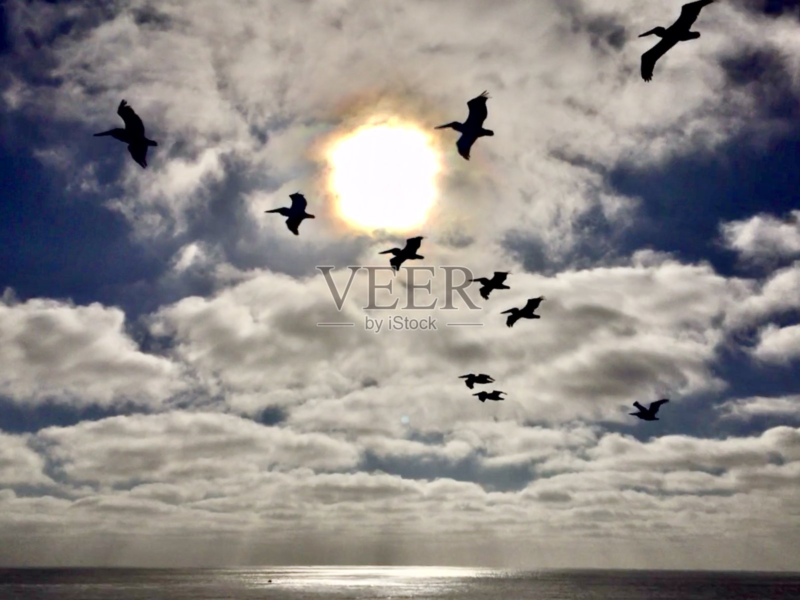 日落悬崖自然公园-飞鹈鹕照片摄影图片