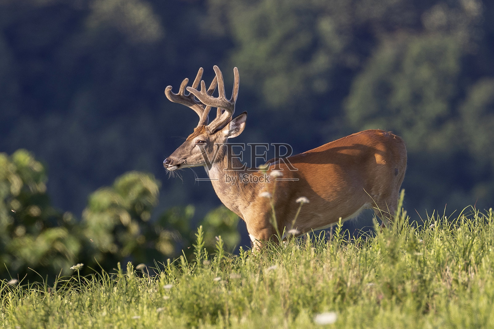 白尾鹿鹿照片摄影图片