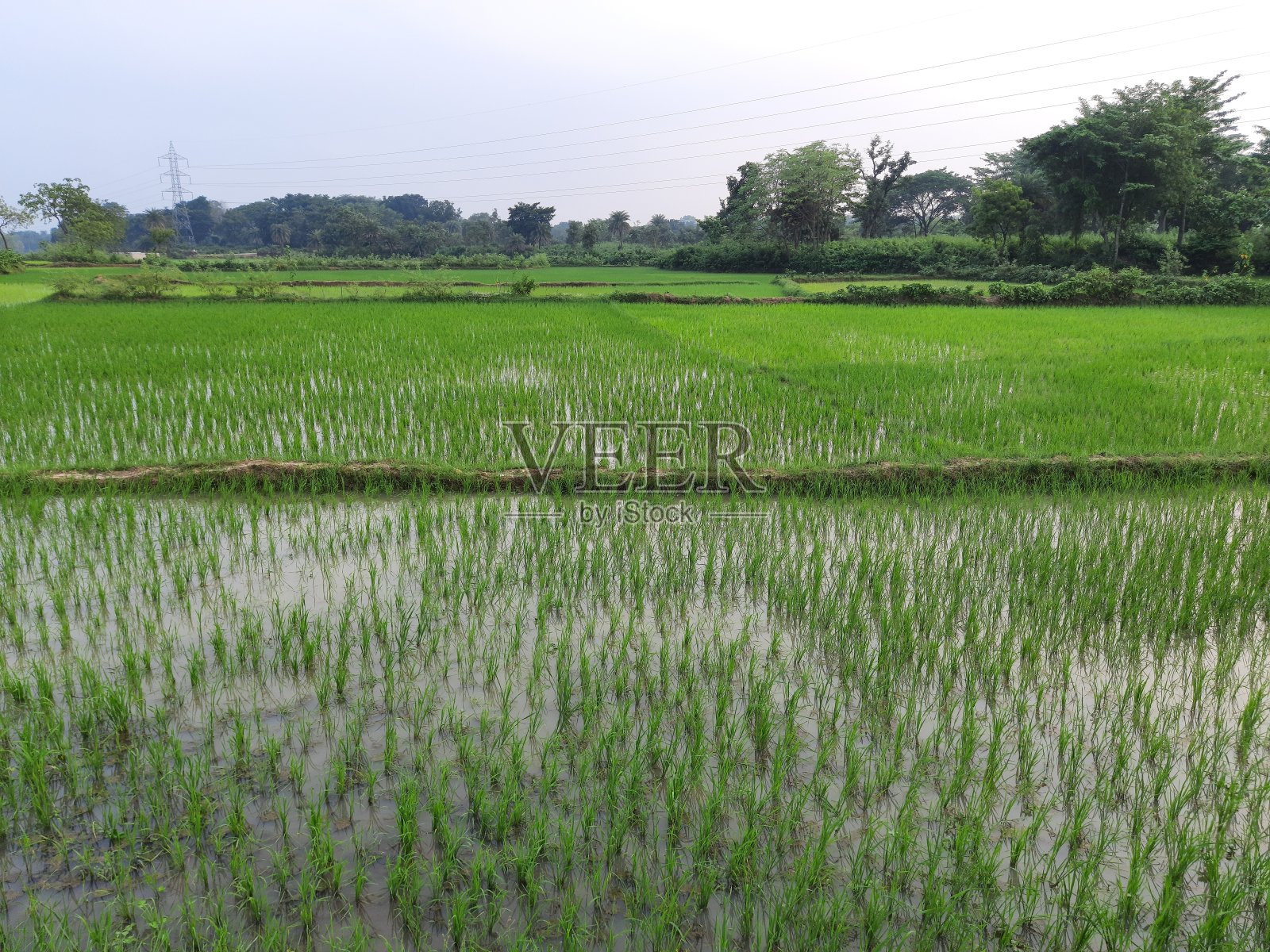 印度的稻田正值雨季。照片摄影图片