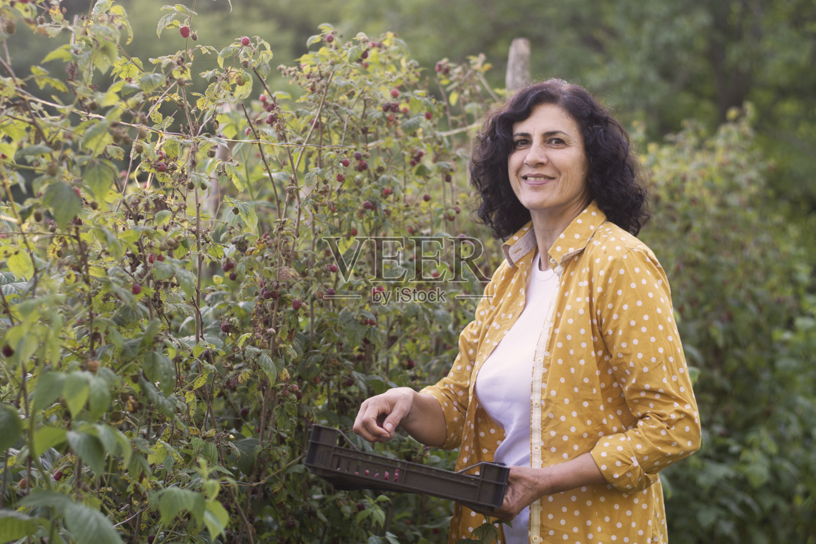 种植园的覆盆子照片摄影图片