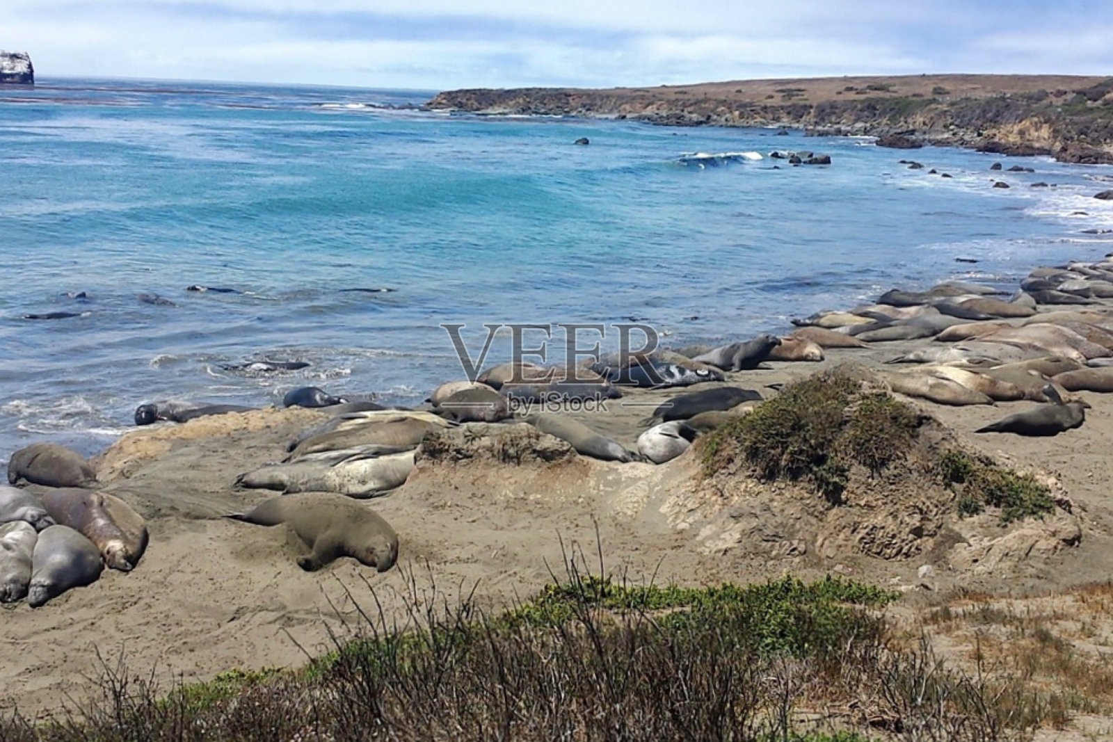搁浅的象海豹照片摄影图片