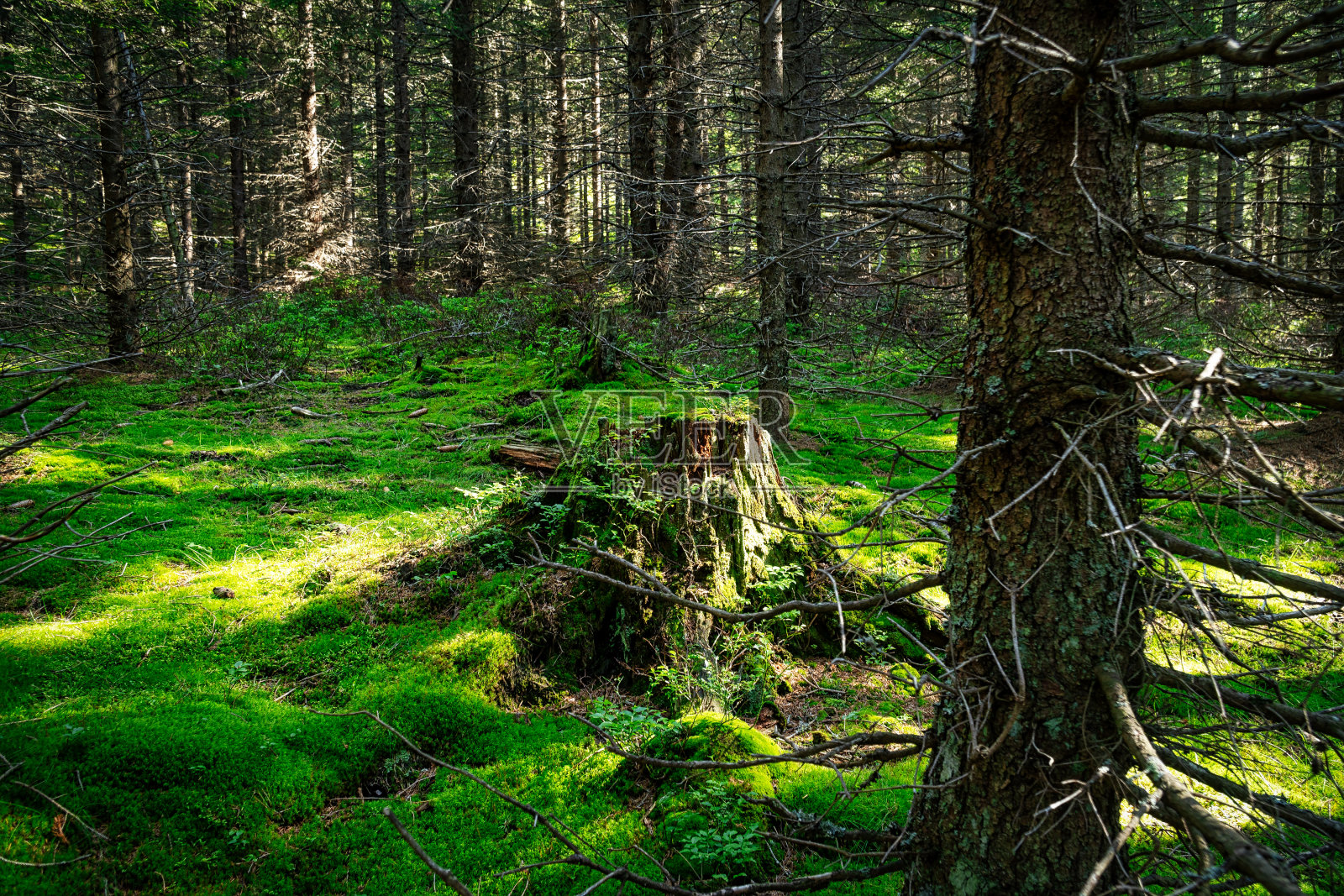 云杉森林照片摄影图片