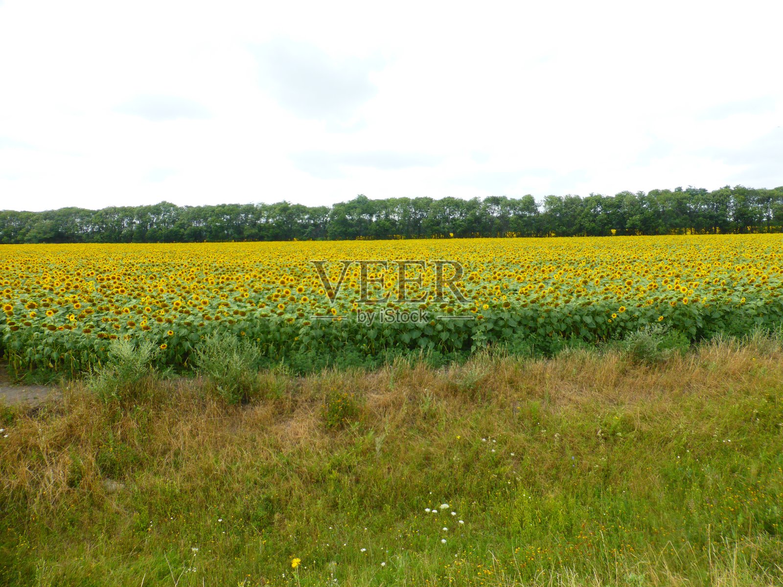 斯塔夫罗波尔地区的向日葵田照片摄影图片