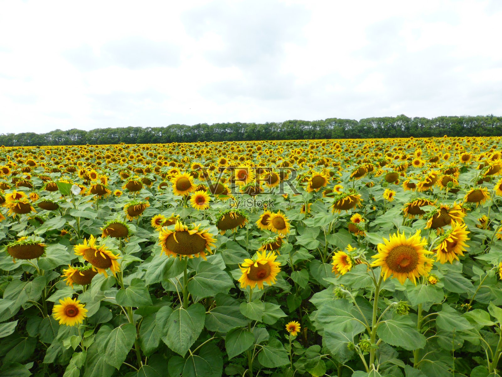 斯塔夫罗波尔地区的向日葵田照片摄影图片