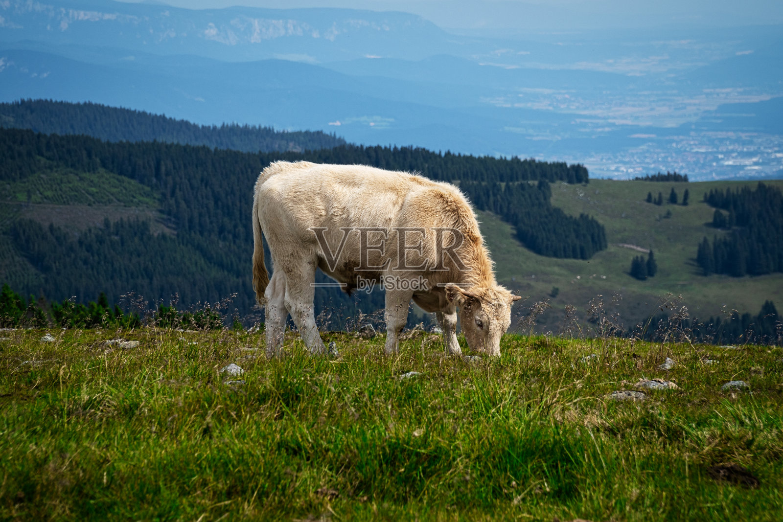 牧场上的小公牛照片摄影图片