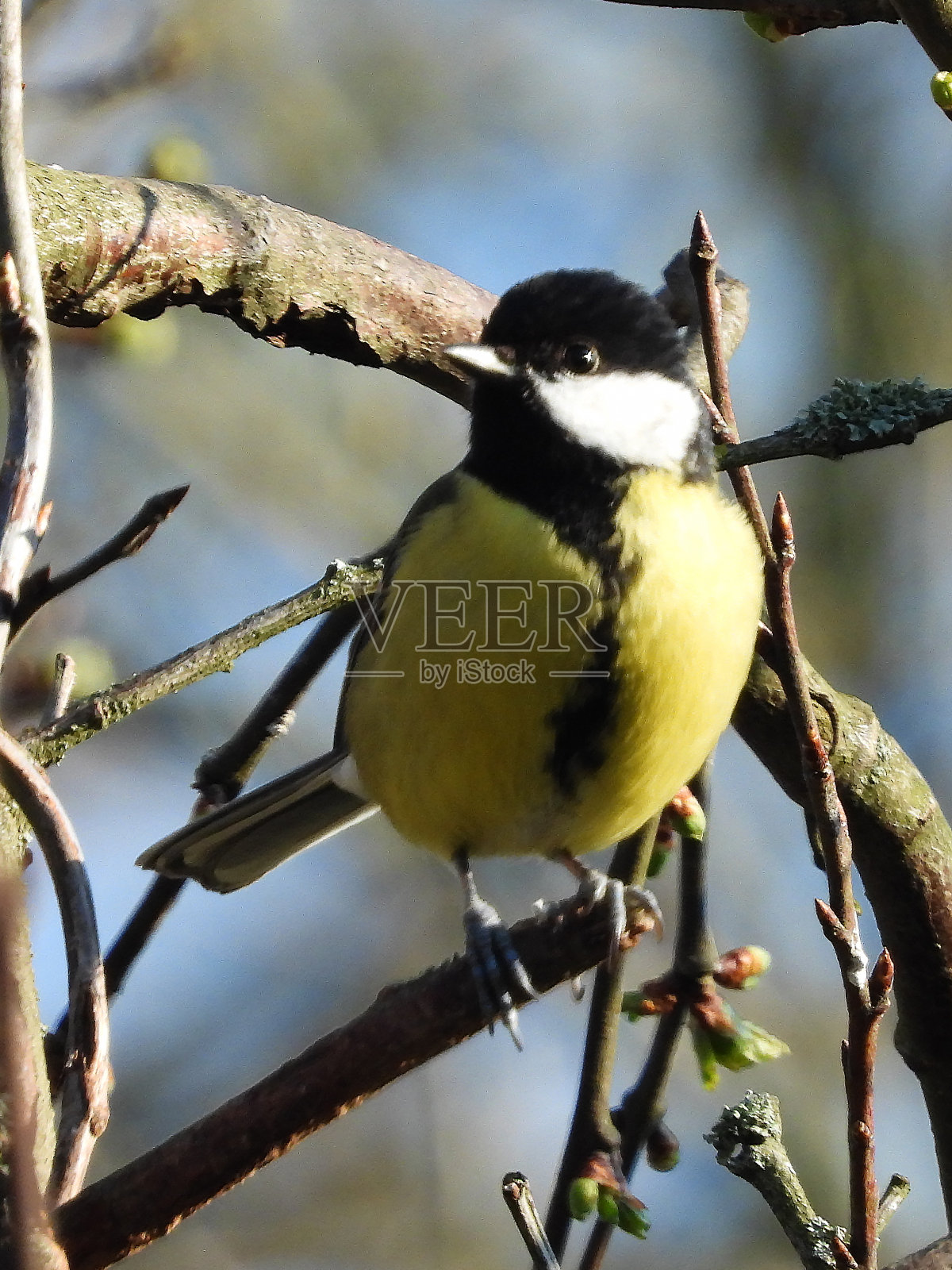 煤(大山雀)照片摄影图片