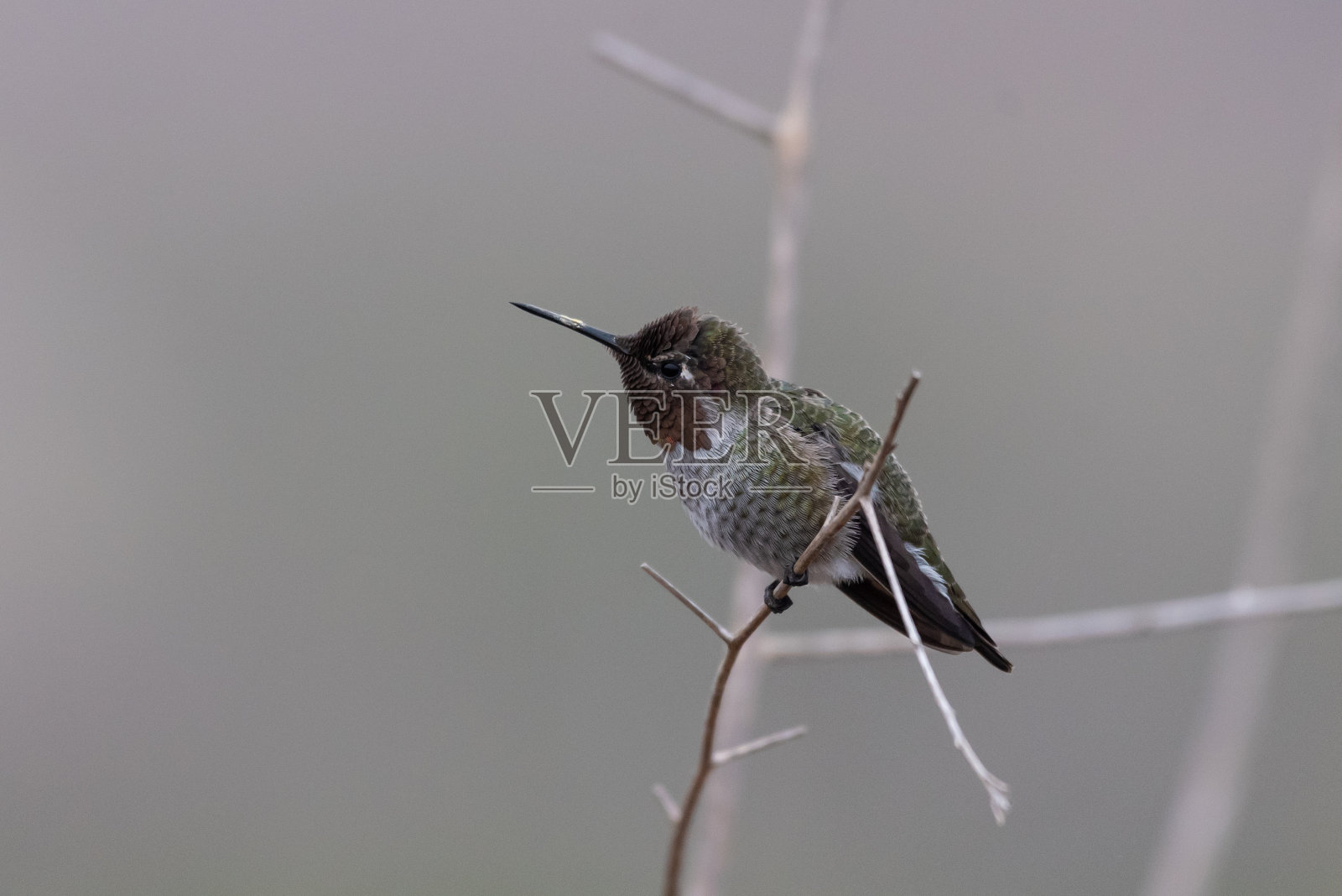 保持敏捷,在自然中生存。照片摄影图片