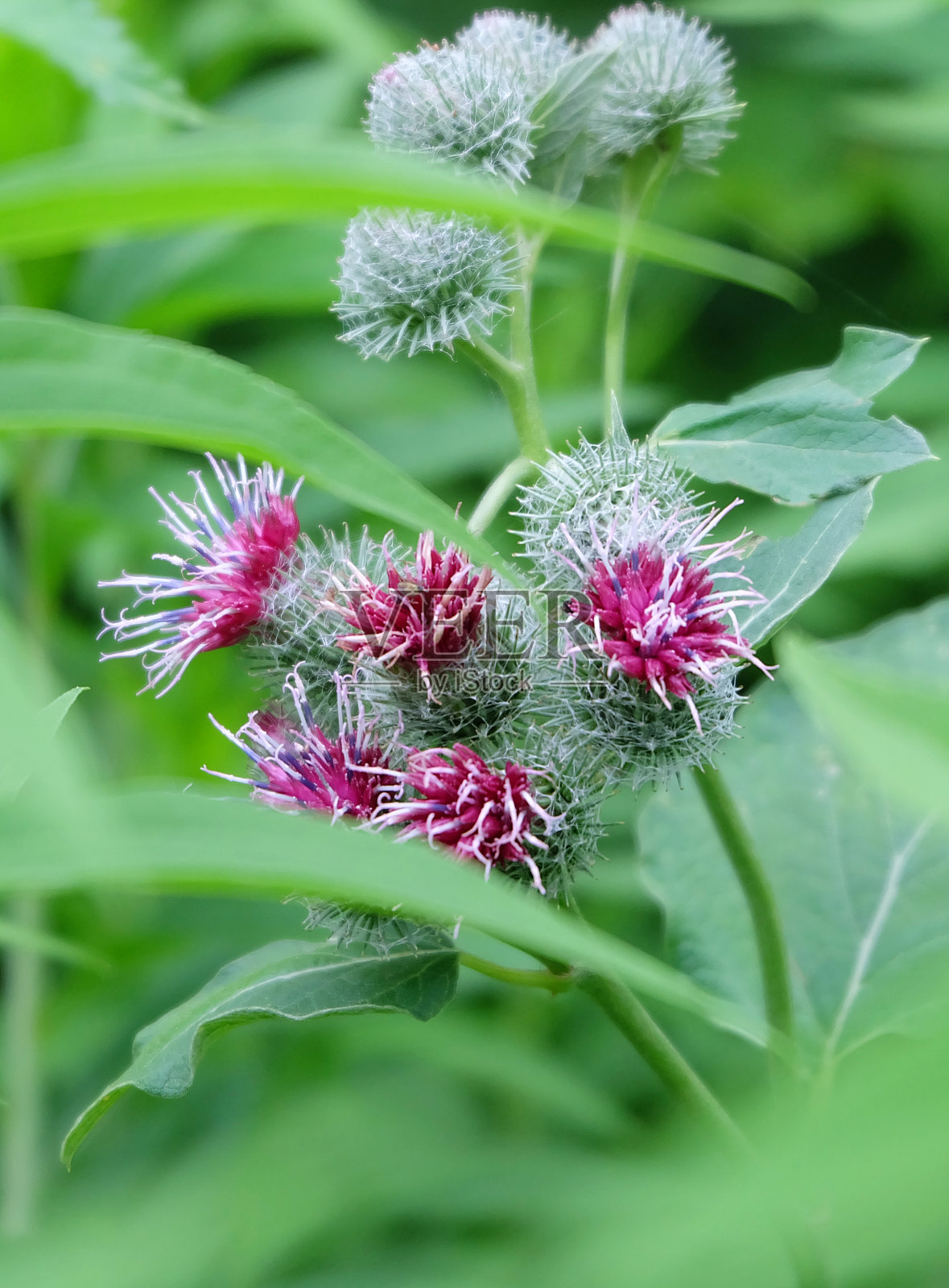 [乌尔多克 ([铬) 开花植物照片摄影图片
