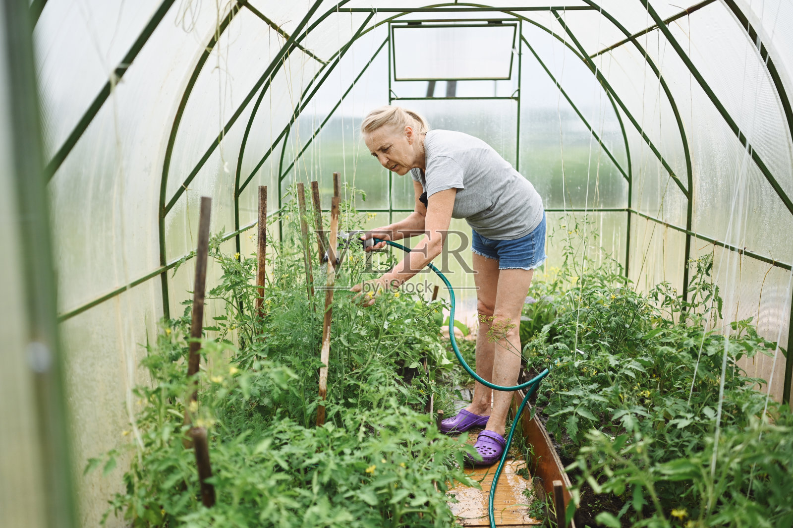 成熟的老妇人用水管浇植物。农业,园艺,农业,老年人和人们的概念-老年妇女或农民在温室夏季农场种植有机蔬菜照片摄影图片