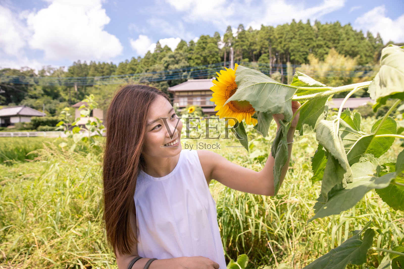 年轻女子在农场触摸向日葵照片摄影图片
