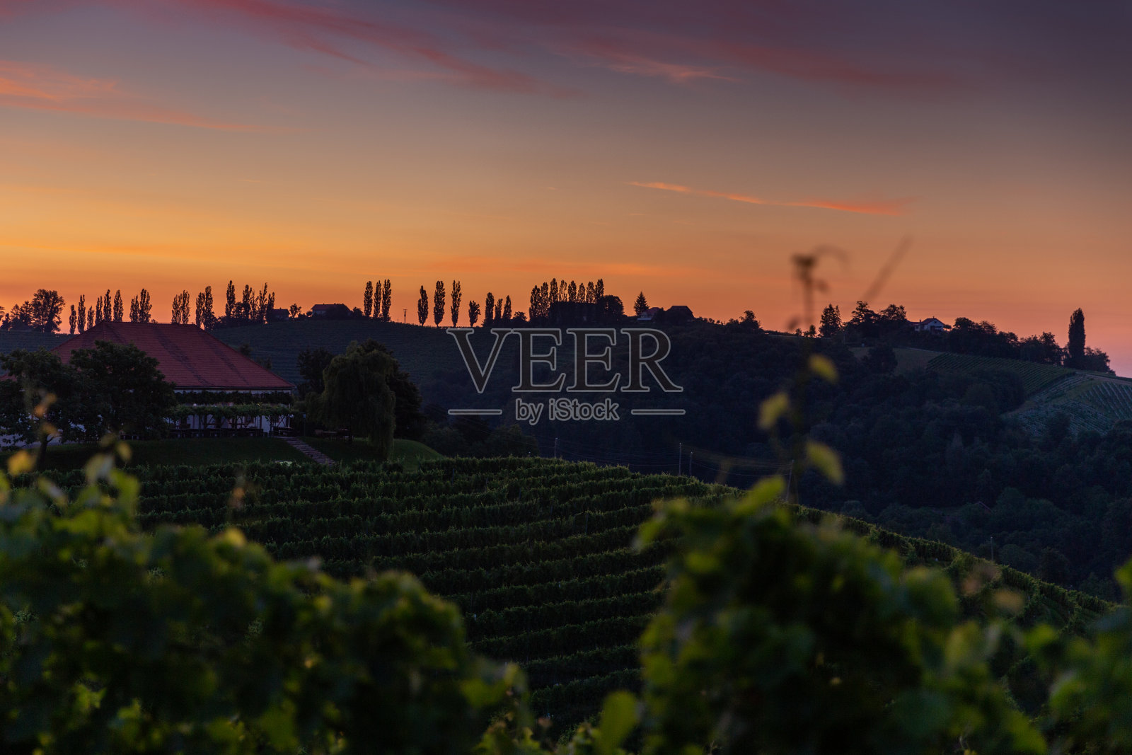 清晨的葡萄园照片摄影图片