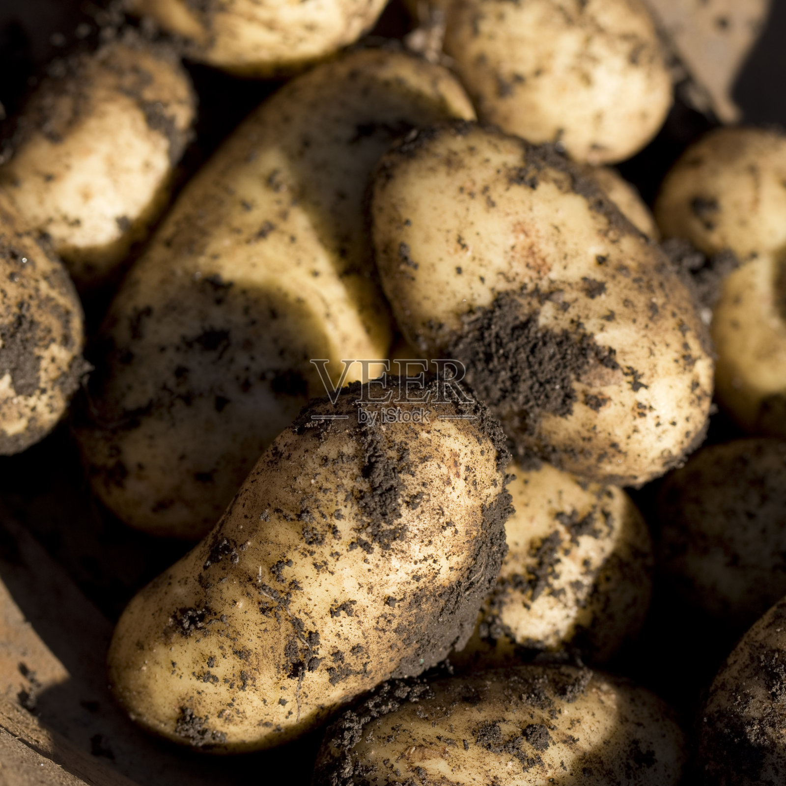 新挖土豆照片摄影图片