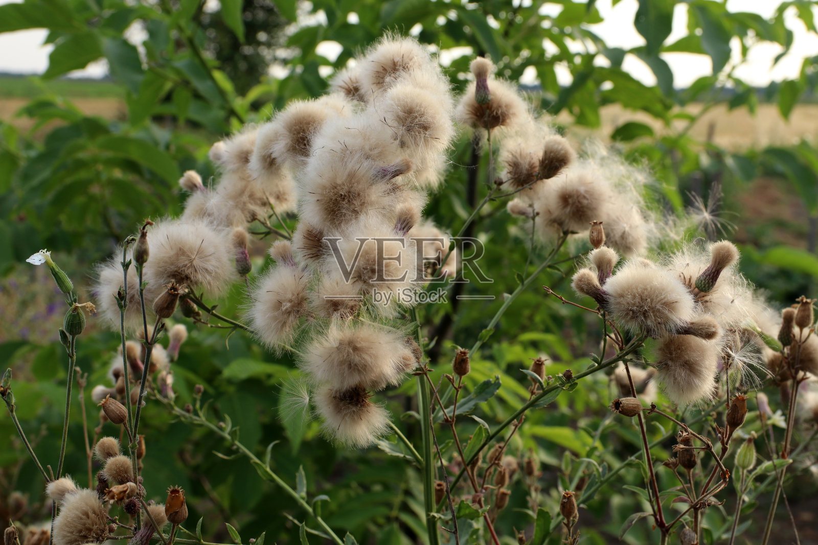 在麦田里播种蓟。杂草播撒种子照片摄影图片