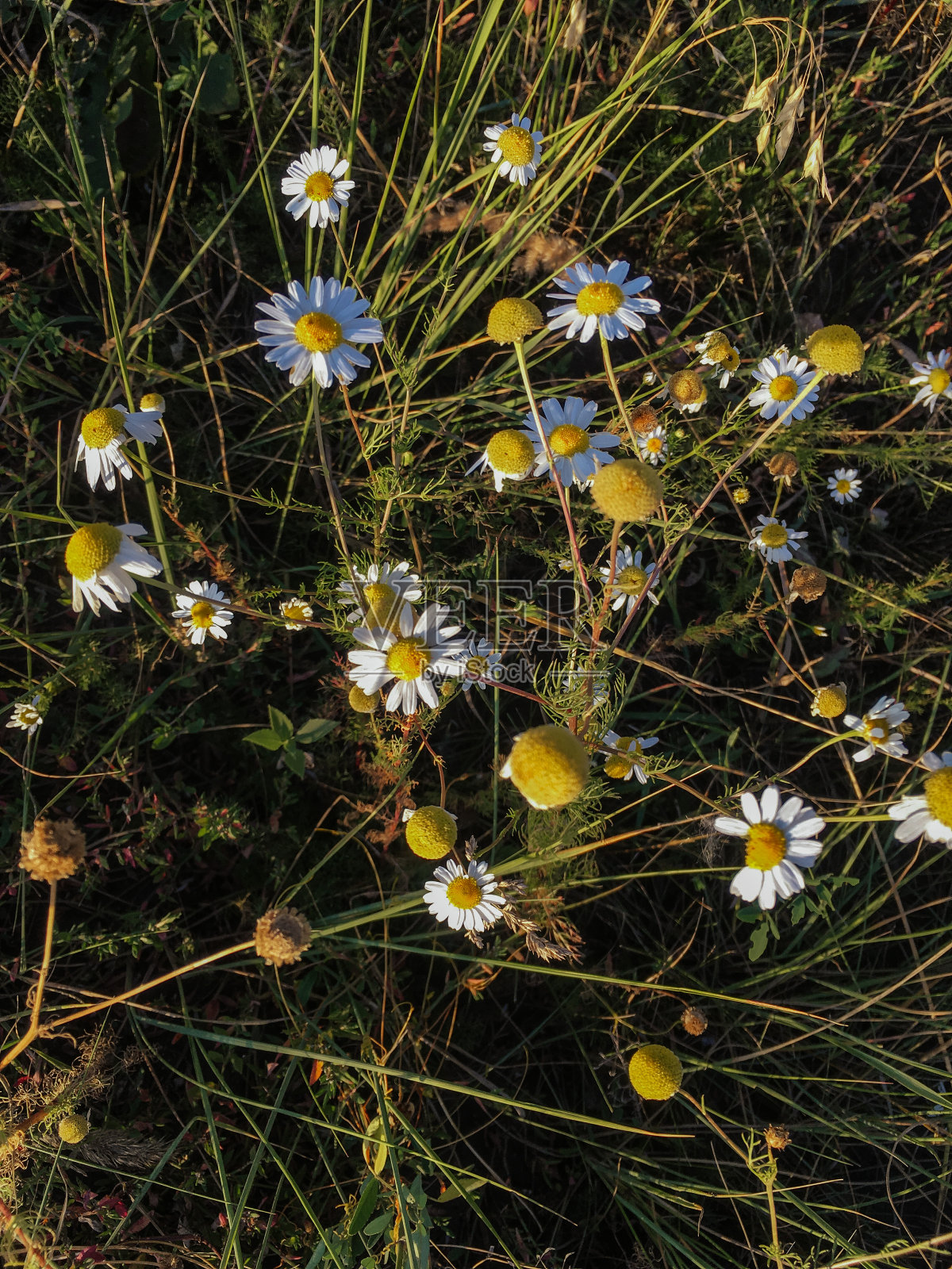 夏季草地照片摄影图片