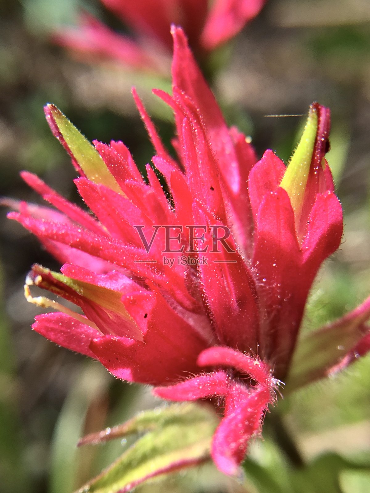 托德湖的花-印度画笔/卡斯蒂列亚miniata照片摄影图片