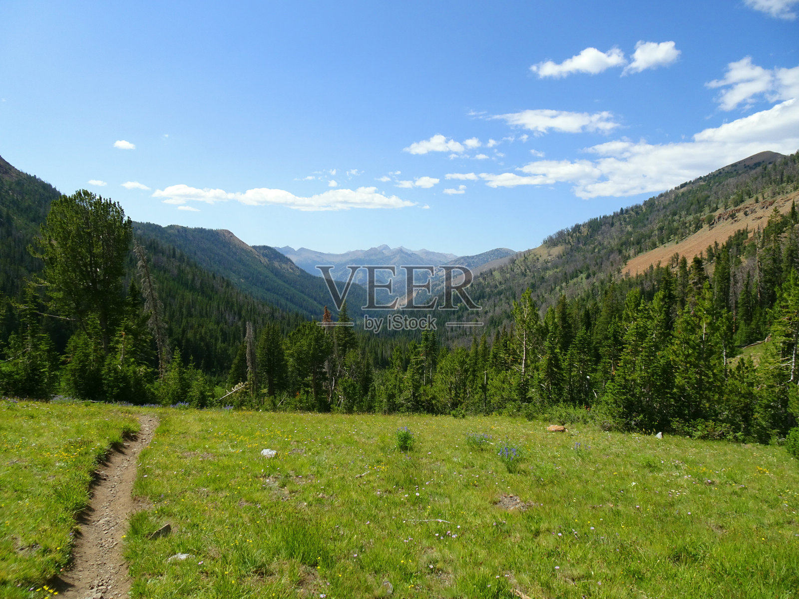 爱达荷州花照片摄影图片