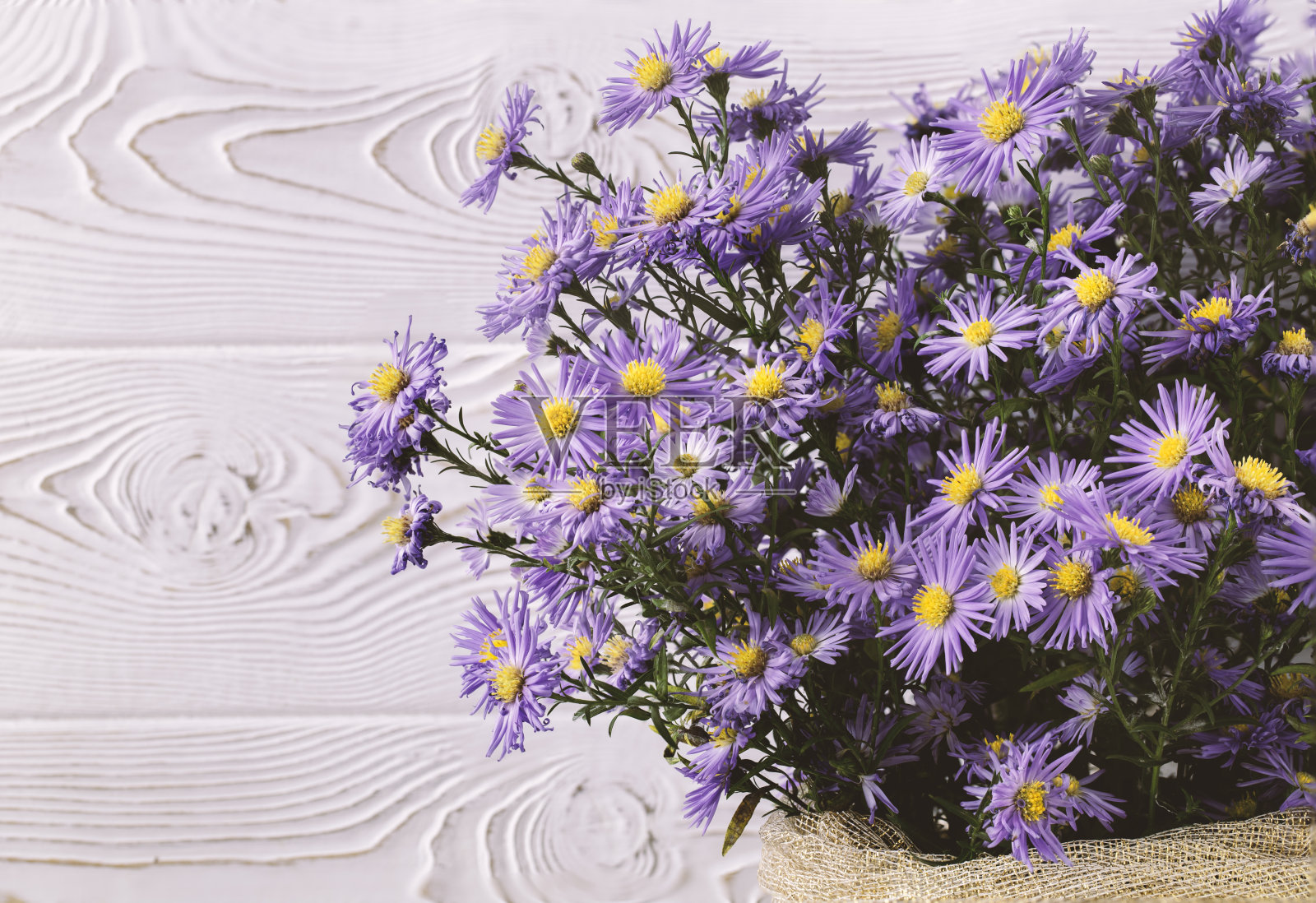 淡紫色柔和的花背景色。本空间照片摄影图片