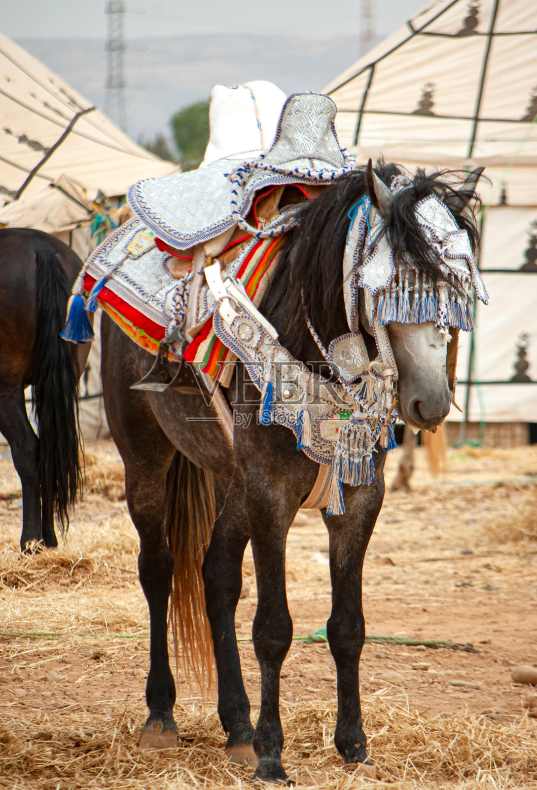 马的肖像,用传统的骑马配件,马的身体部分特写照片摄影图片