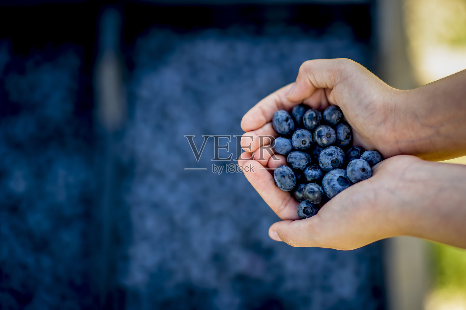 在农场里种植蓝莓照片摄影图片