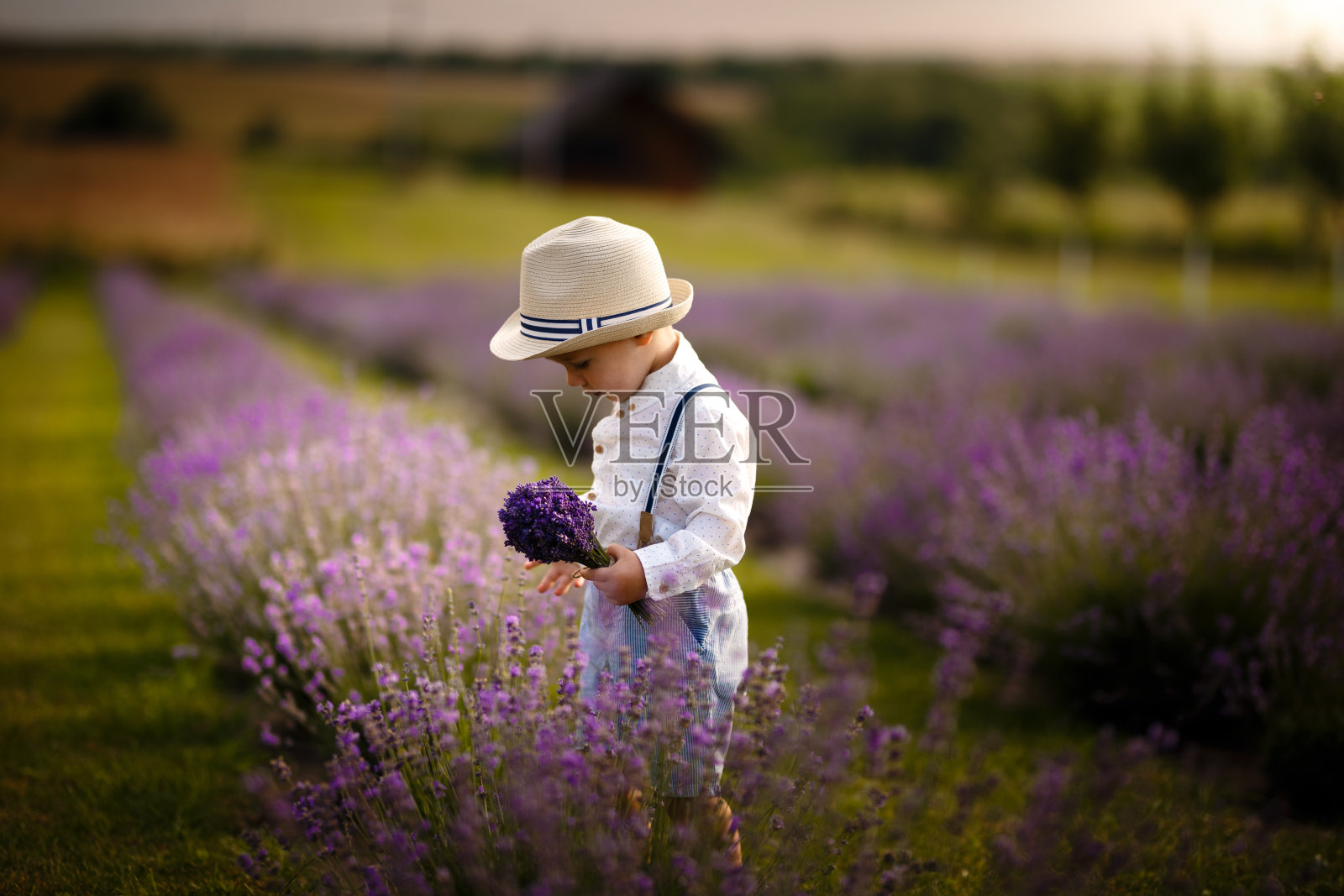 一个小男孩在薰衣草地里散步。戴着时髦的帽子。照片摄影图片