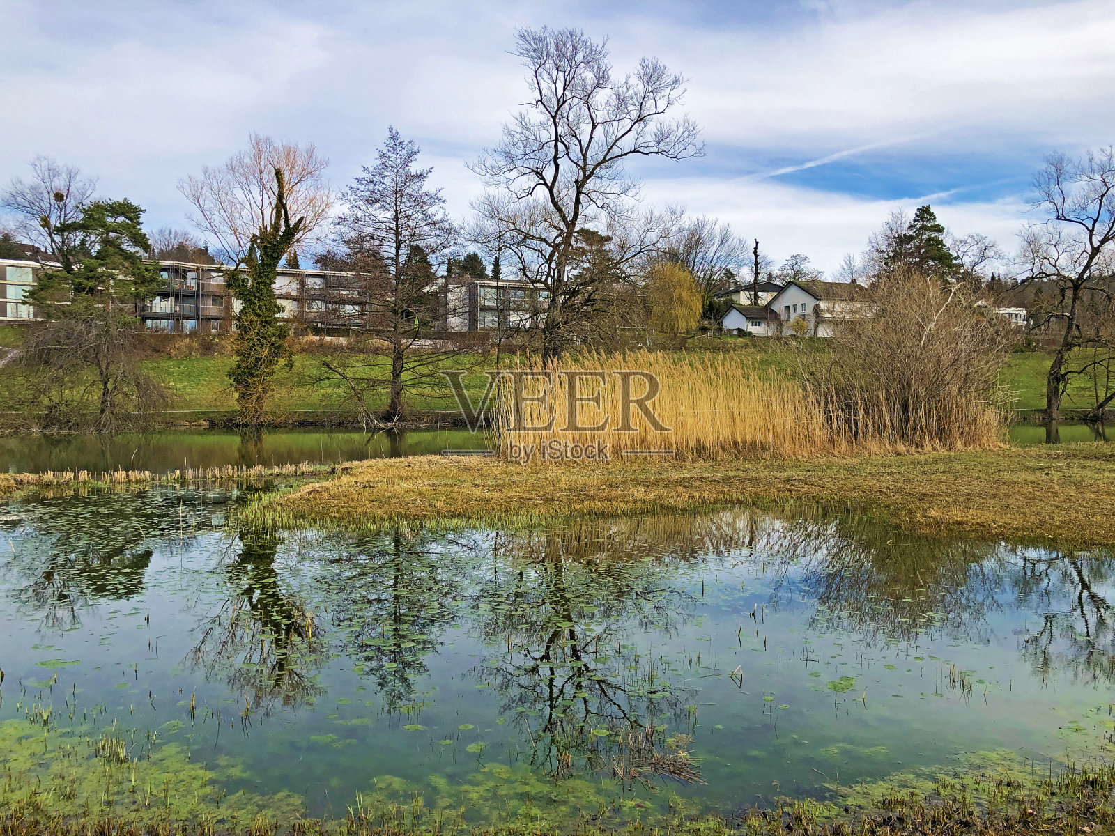小湖Schübelweiher (Schuebelweiher或Schuebelweiher)或池塘Schübelweiher, Küsnacht am Zürichsee (Kusnacht am Zurich或Kuesnacht am Zuerichsee) -瑞士苏黎世州照片摄影图片