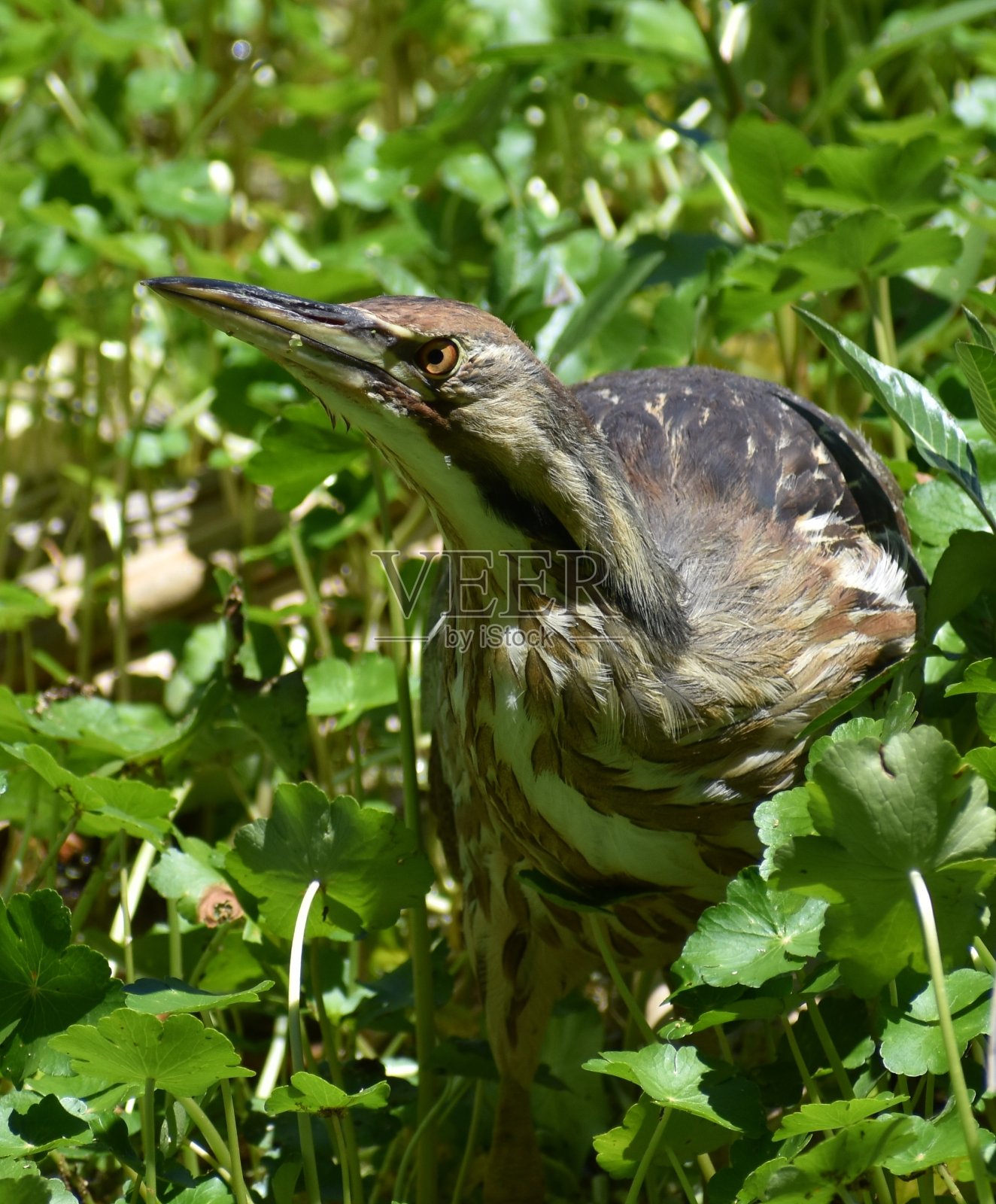 平托湖水草中的美洲麻鳽照片摄影图片