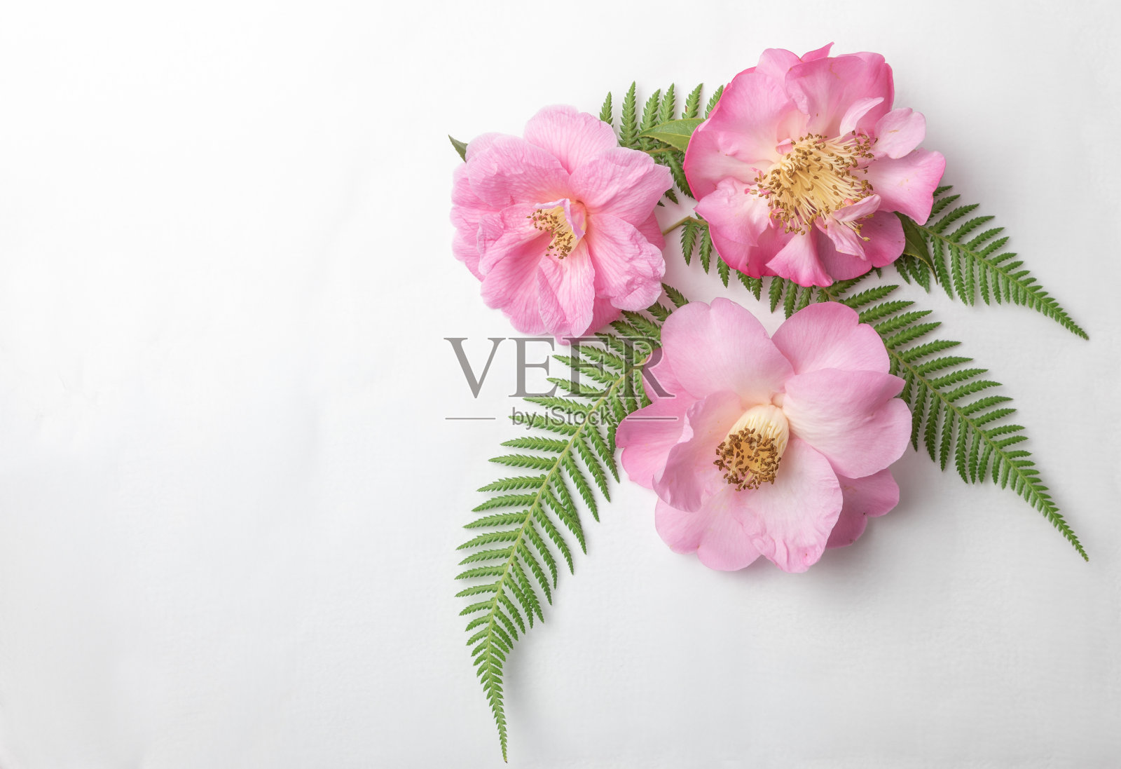 贺卡上的三朵山茶花照片摄影图片