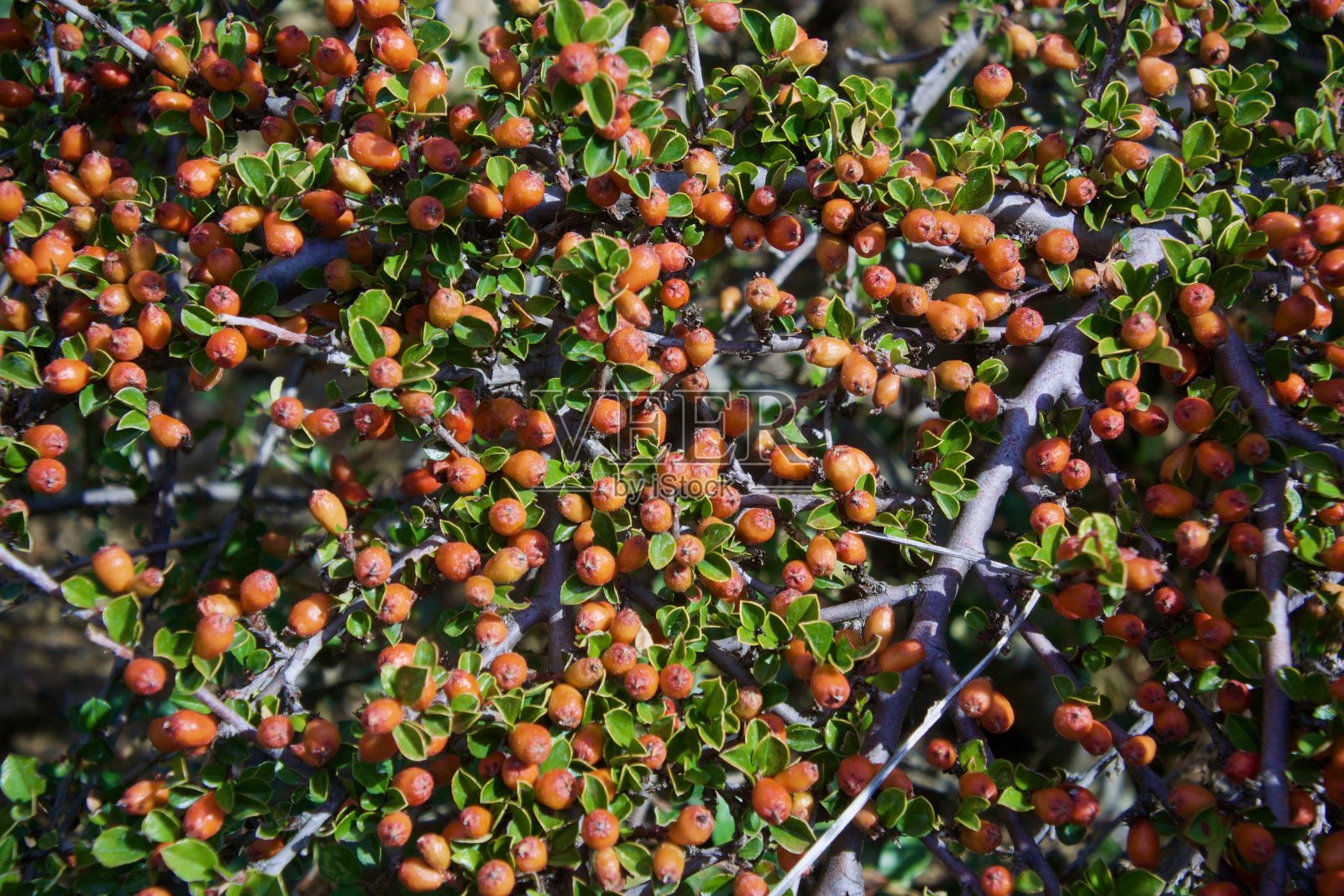 克里米亚雅尔塔玛珊德拉宫公园的景色照片摄影图片